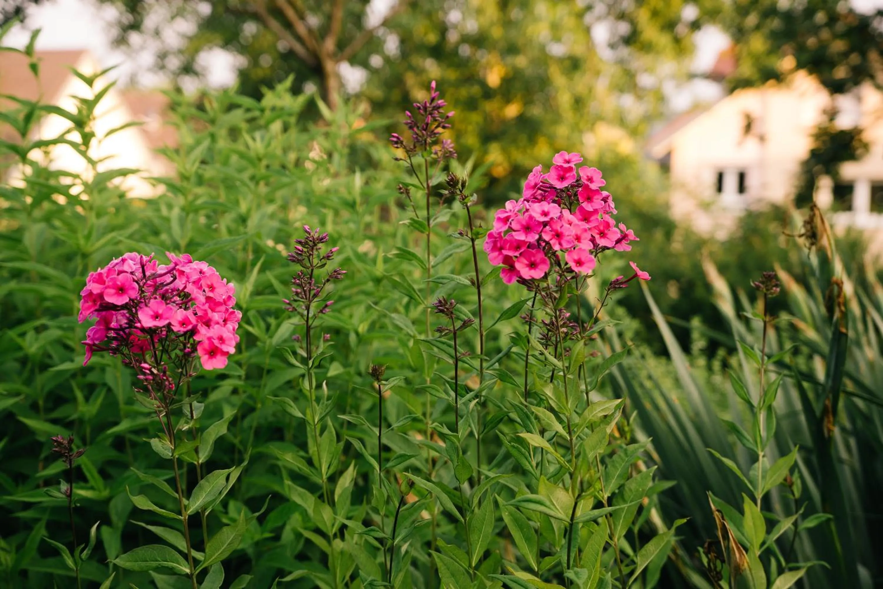 Garden in Landhaus Keller - Hotel & Restaurant
