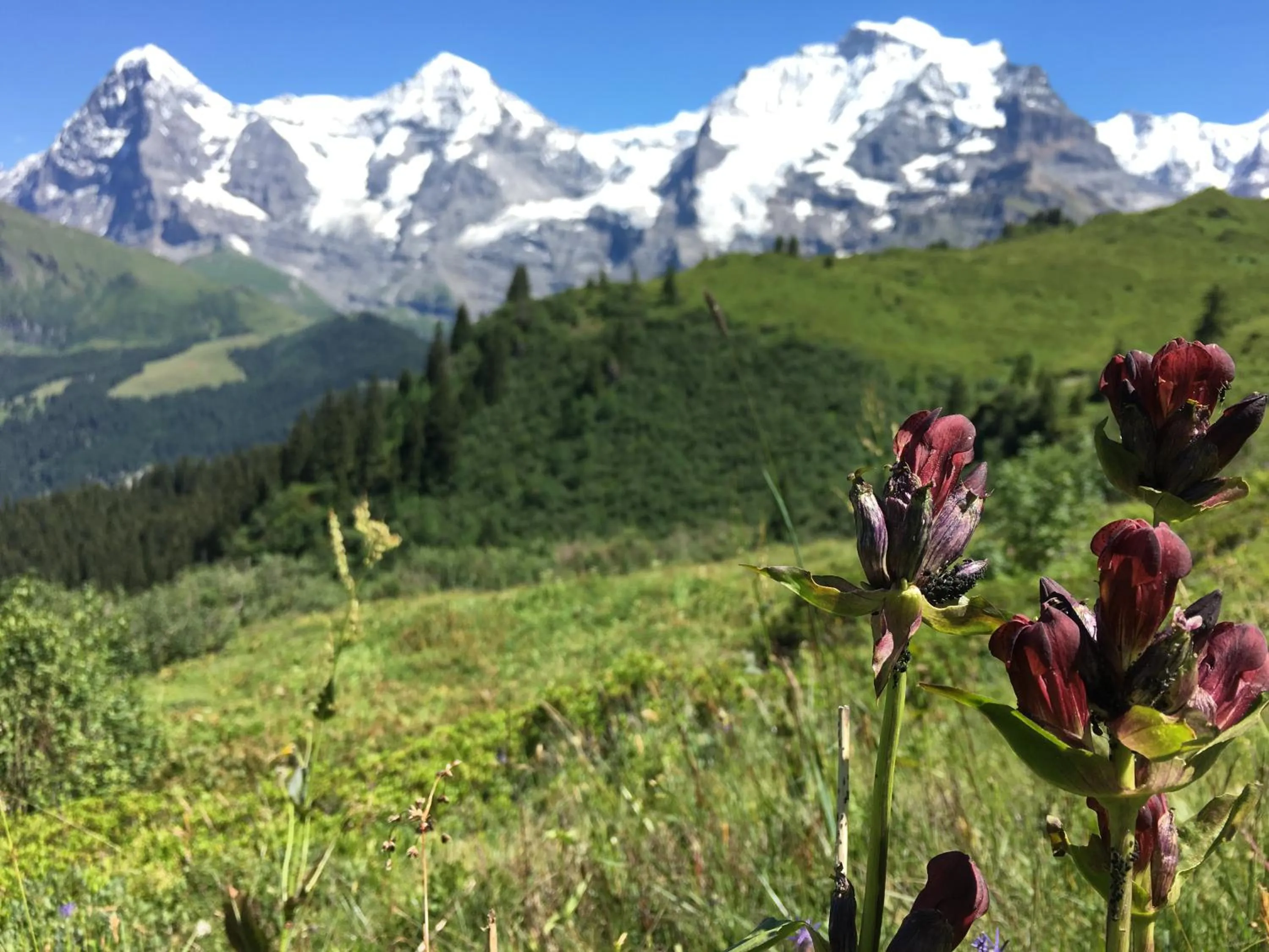 Activities in Alpenkräuter Hotel Bären