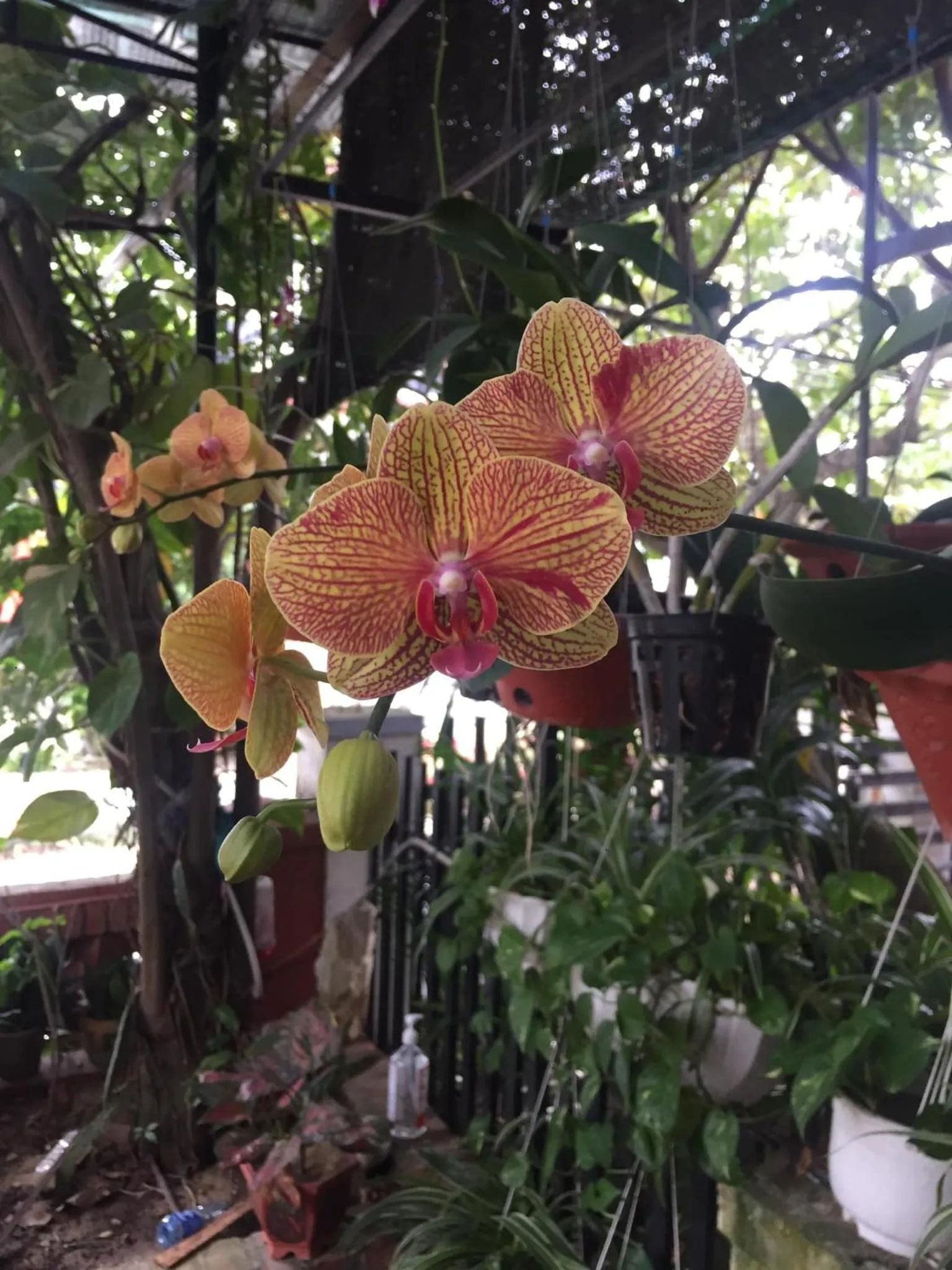 Property building in New Destination Hoi An