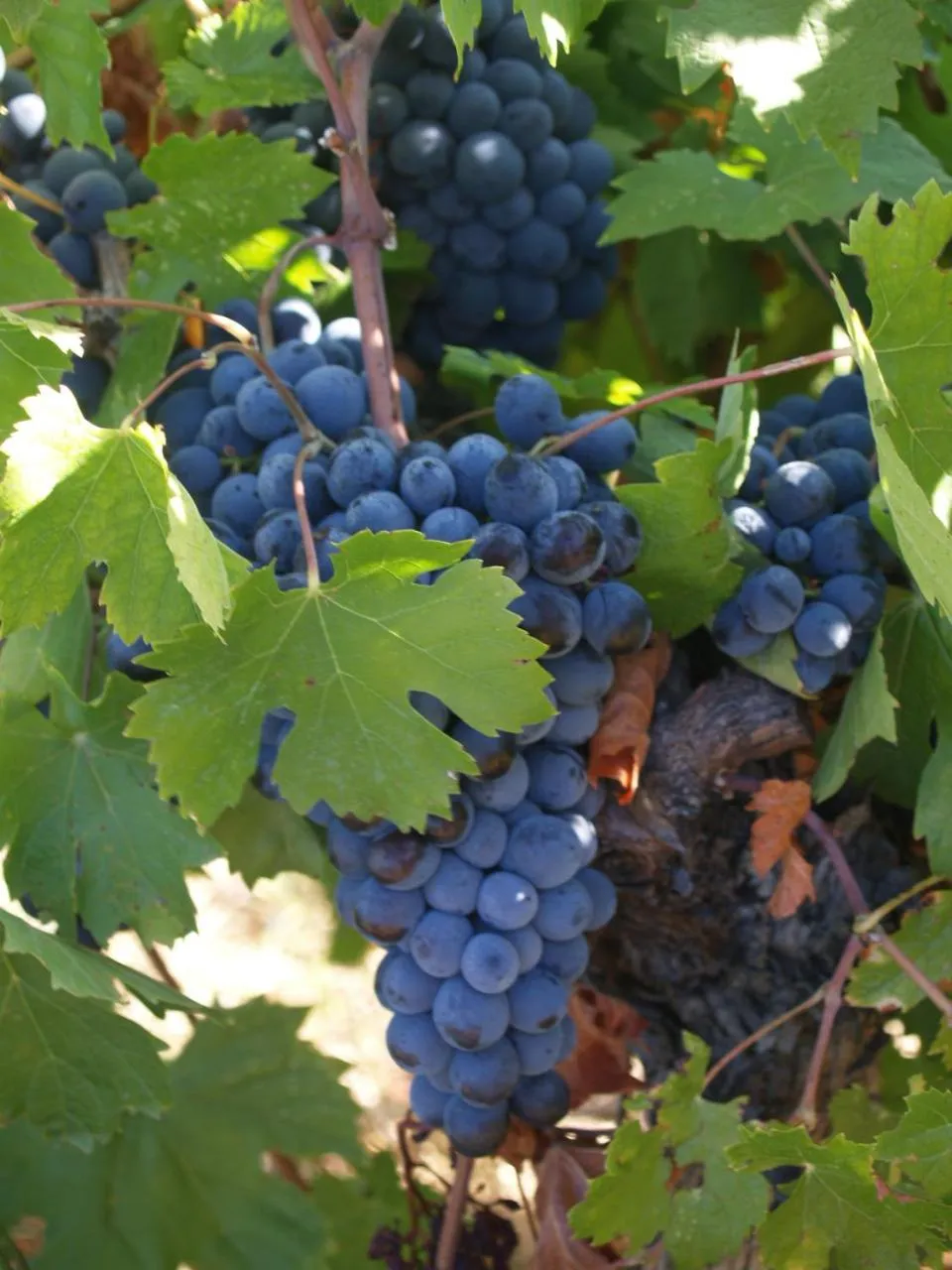 Food in Chambres & Tables d'hôtes Moulin de Lavon