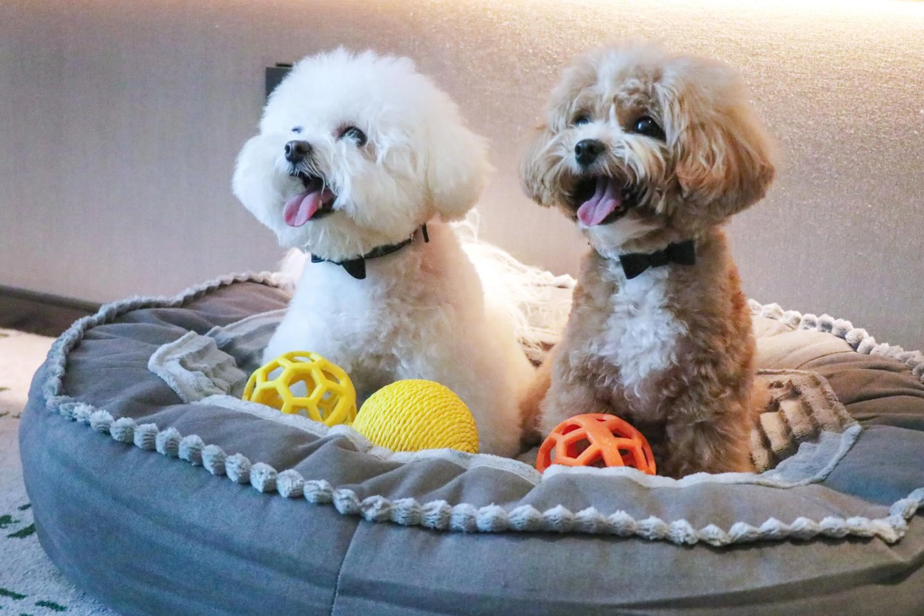 pet friendly in Hilton Chengdu Chenghua - Close to Panda Base and Chunxi Road