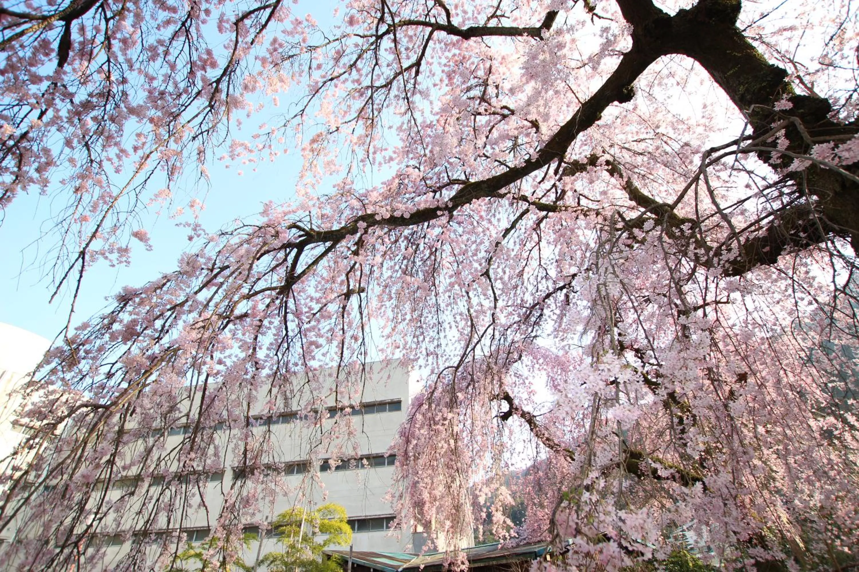 Spring in Taisho Modern Villa Zen