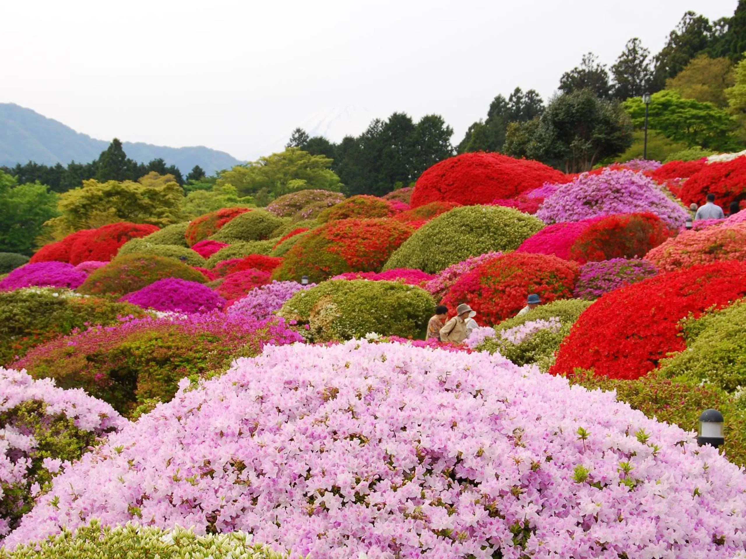 Natural landscape in Taisho Modern Villa Zen
