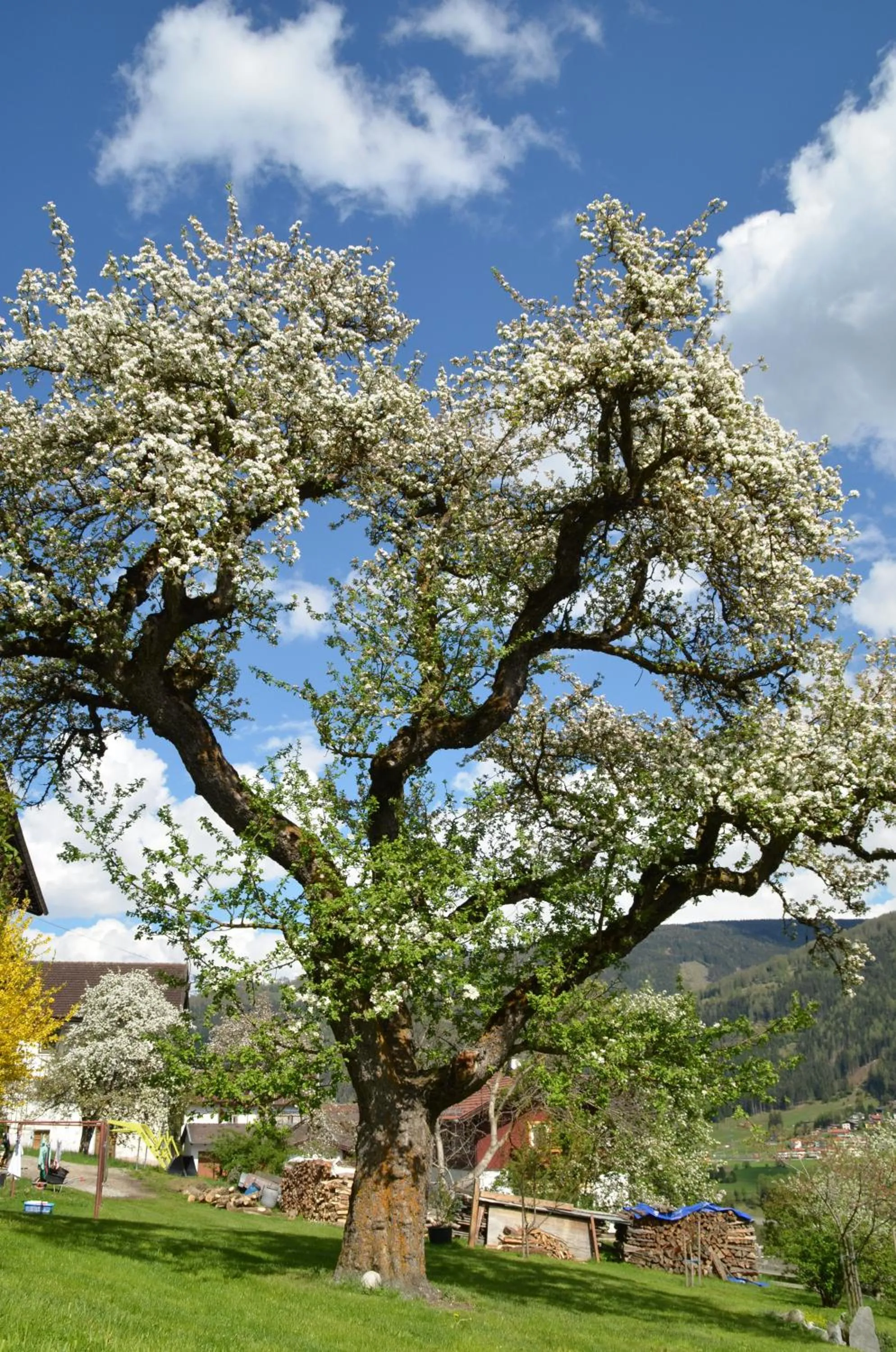 Garden view in Pension Kirchbrugger