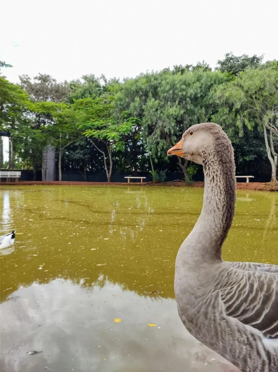 Lake view in Complexo Villa Verde