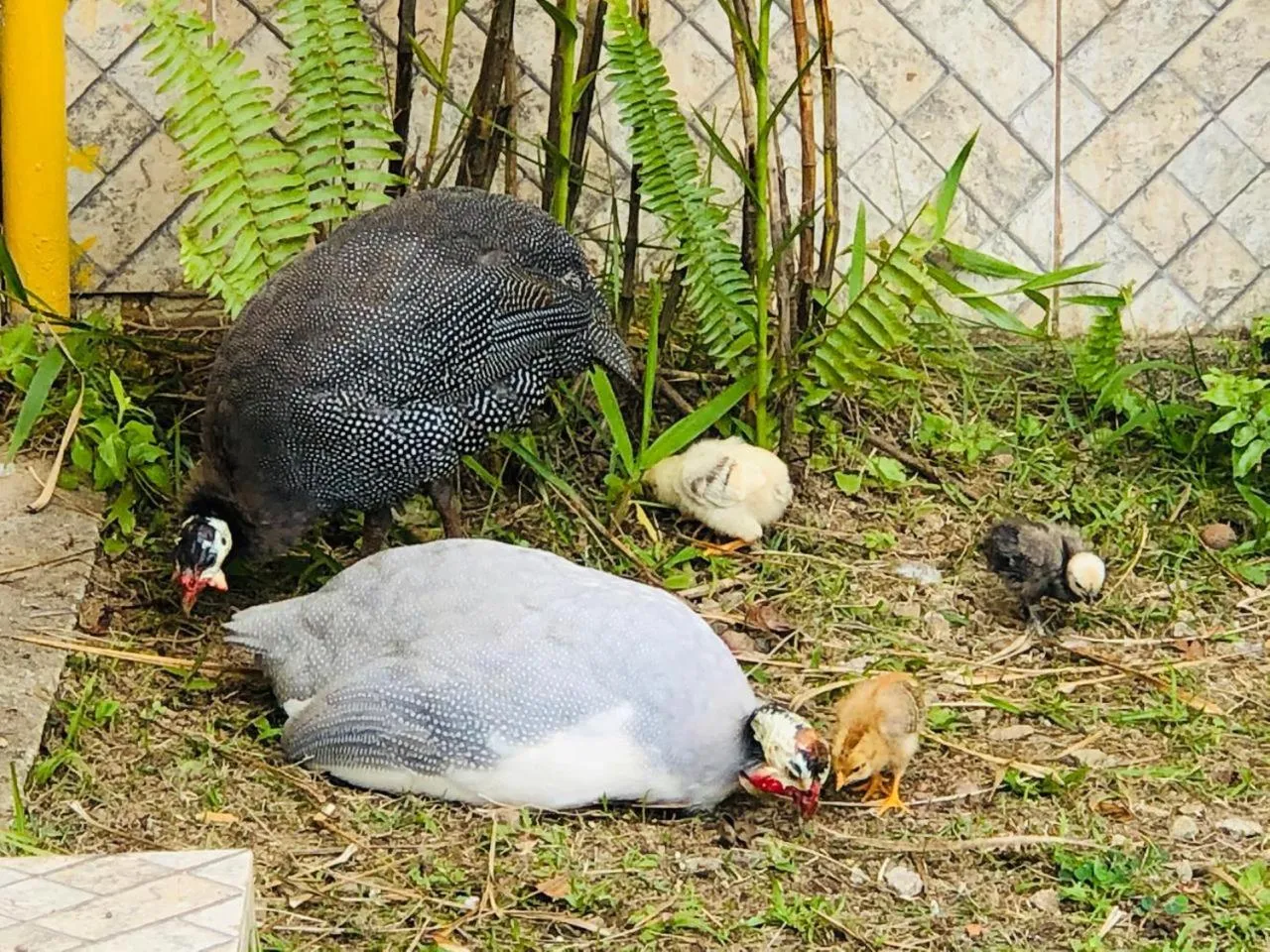 Animals in Hotel Bosques do Massaguaçu
