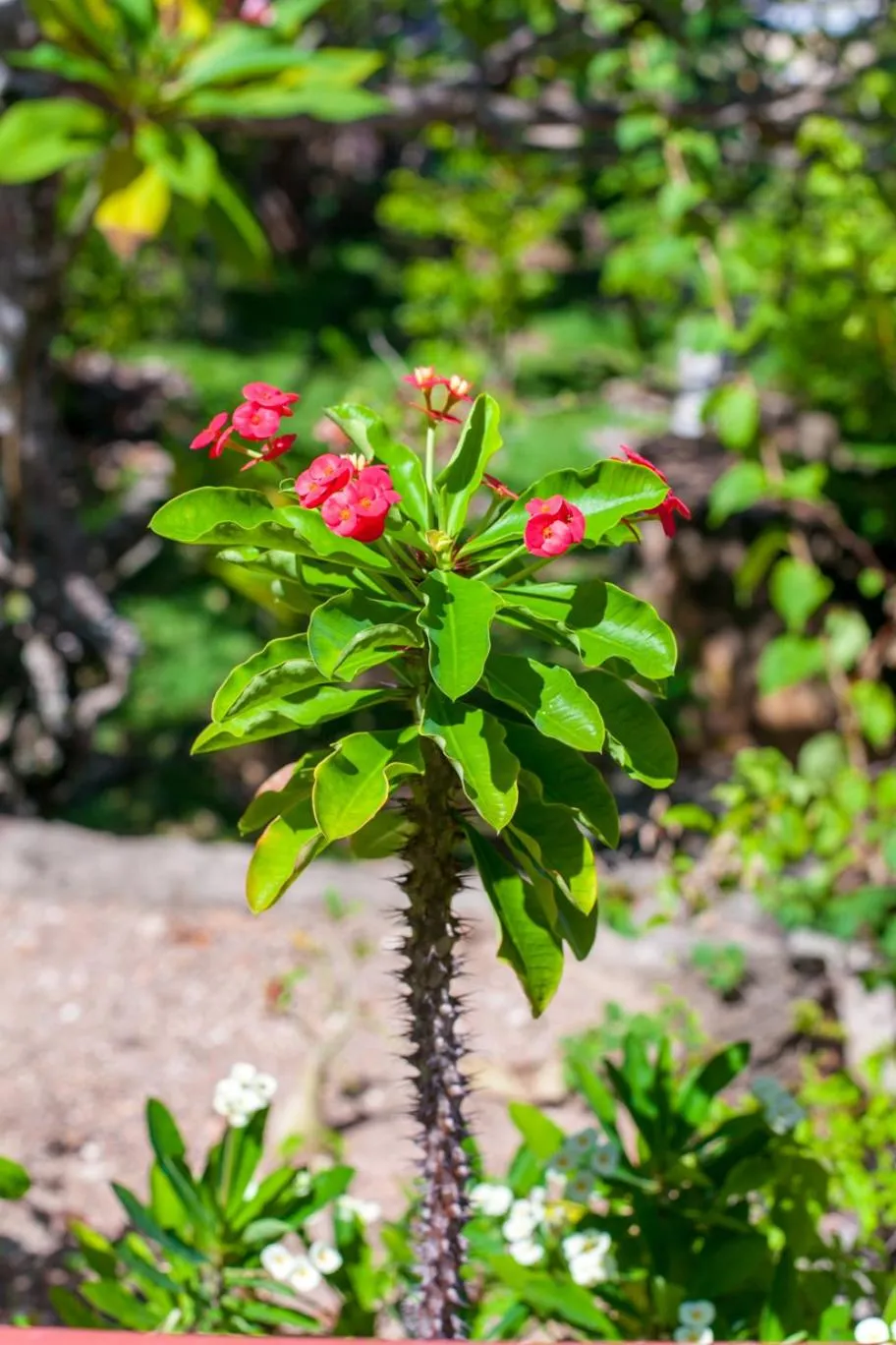 Garden in La Saline