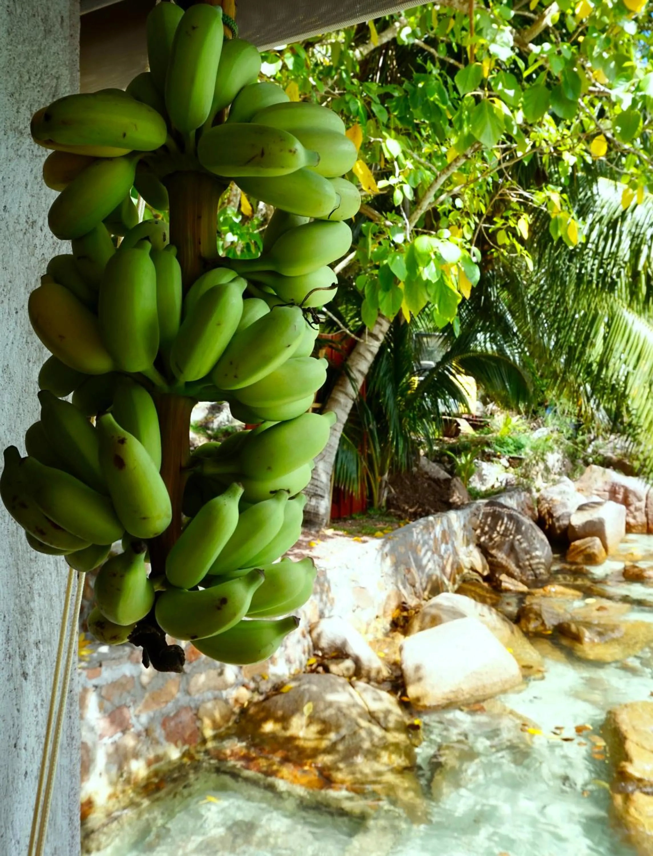 Garden in La Saline