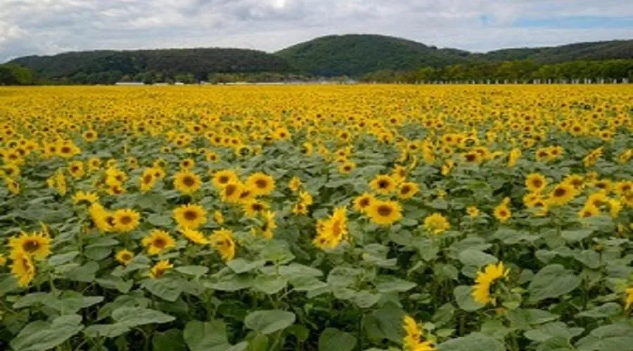 Abashiri Kanko Hotel