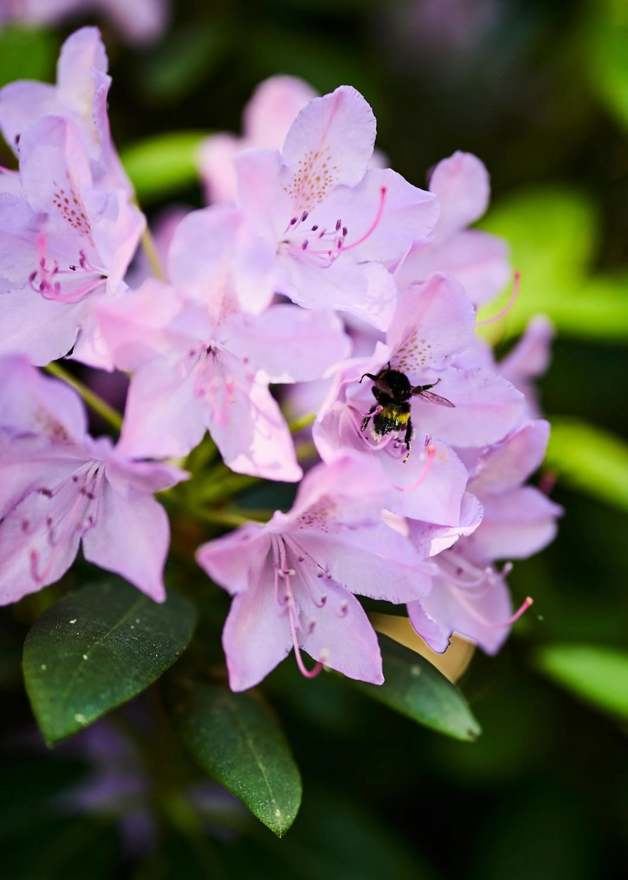 Garden in Hotel Erve Hulsbeek