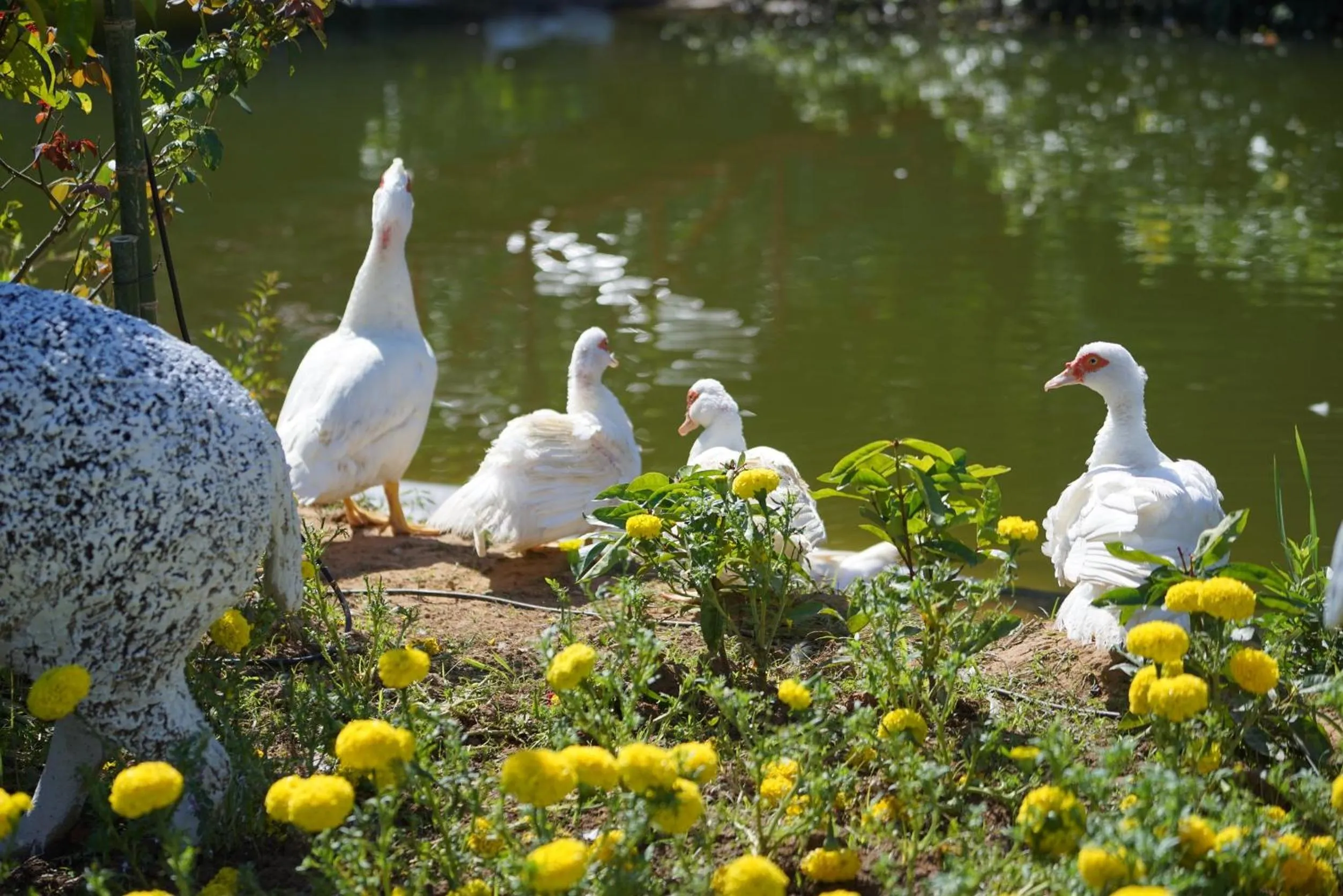 Garden in Baan Pingkan Wellness Resort