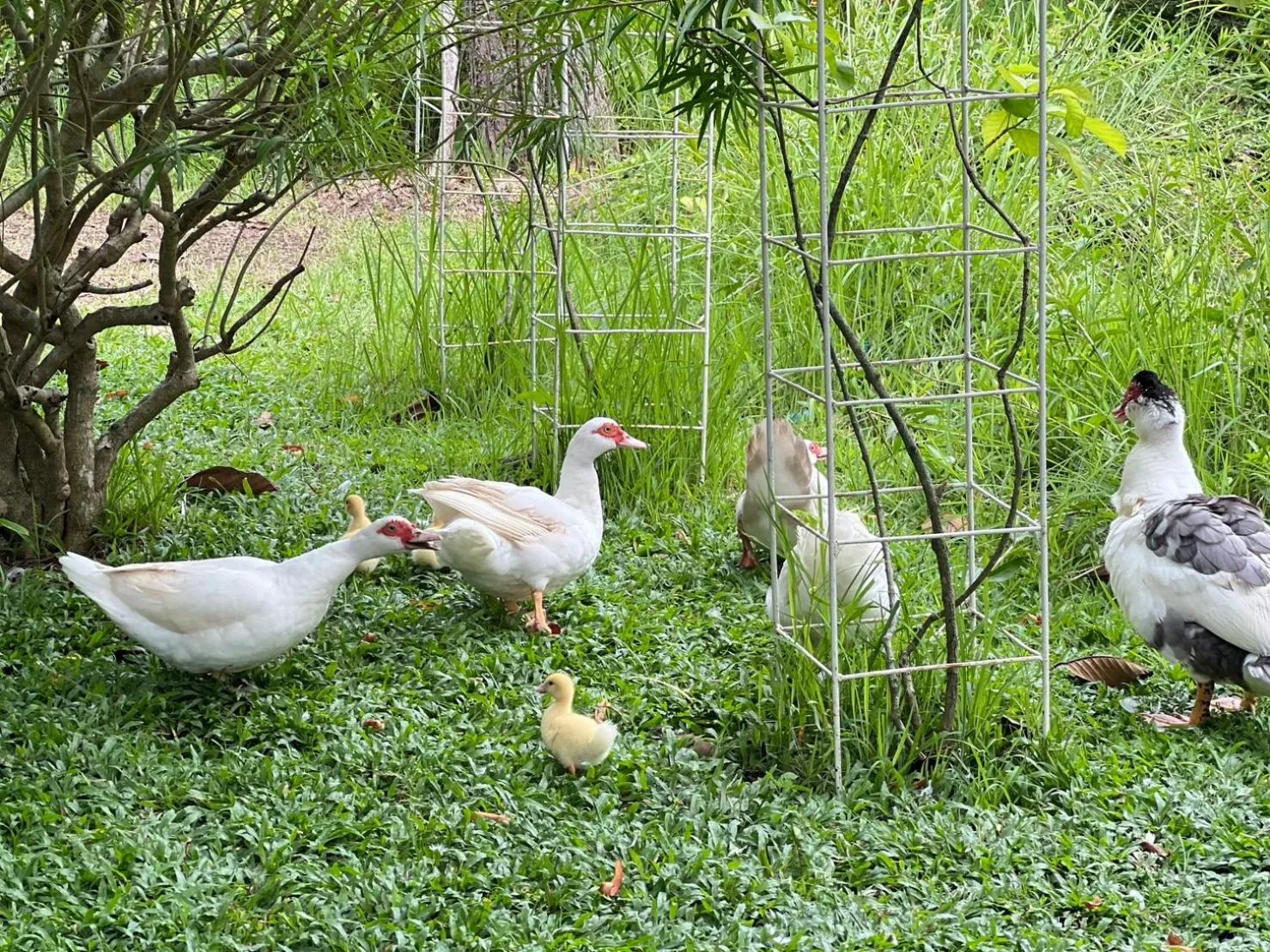 Animals in Baan Pingkan Wellness Resort