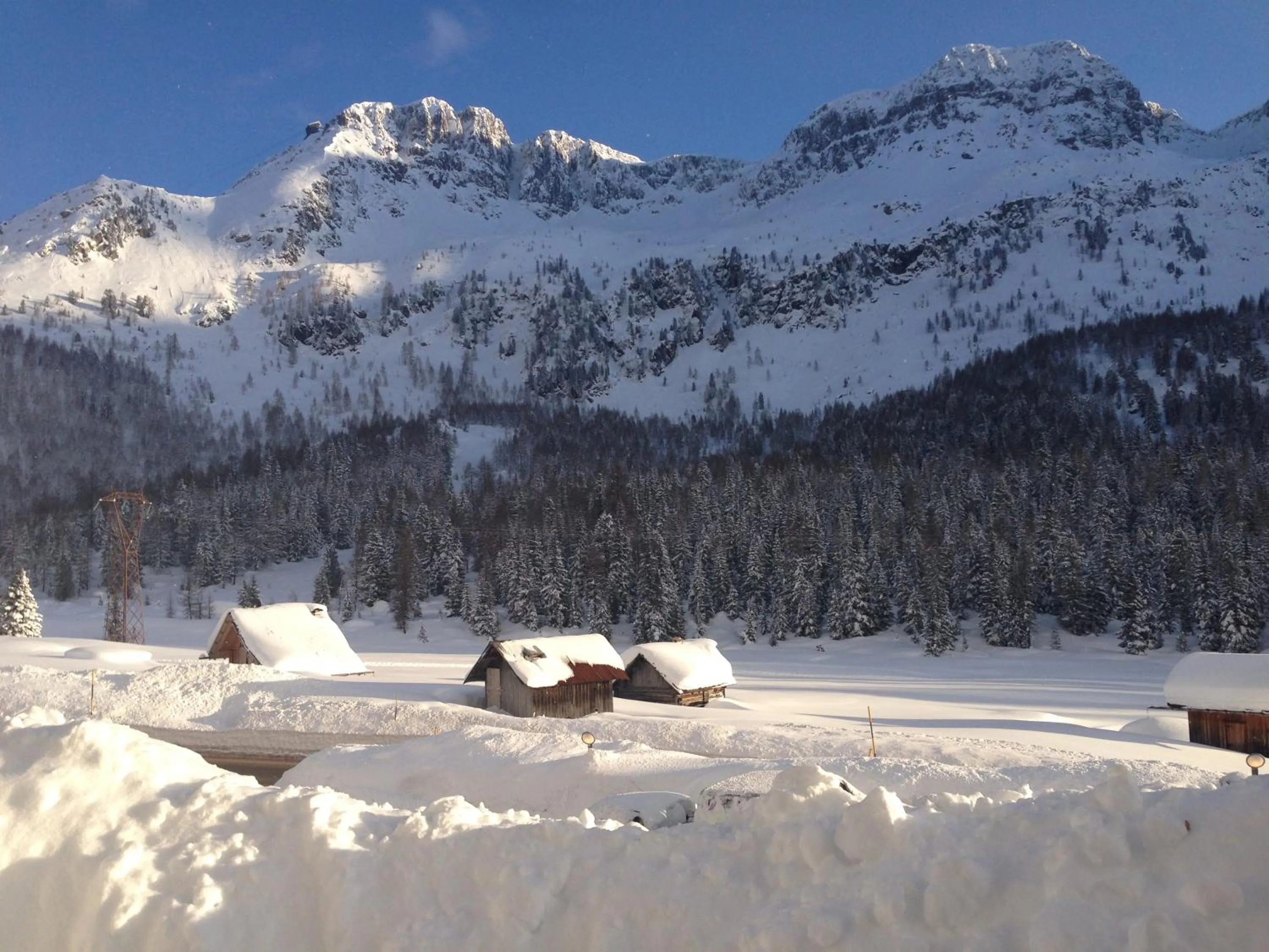 Winter in Residence Rododendro