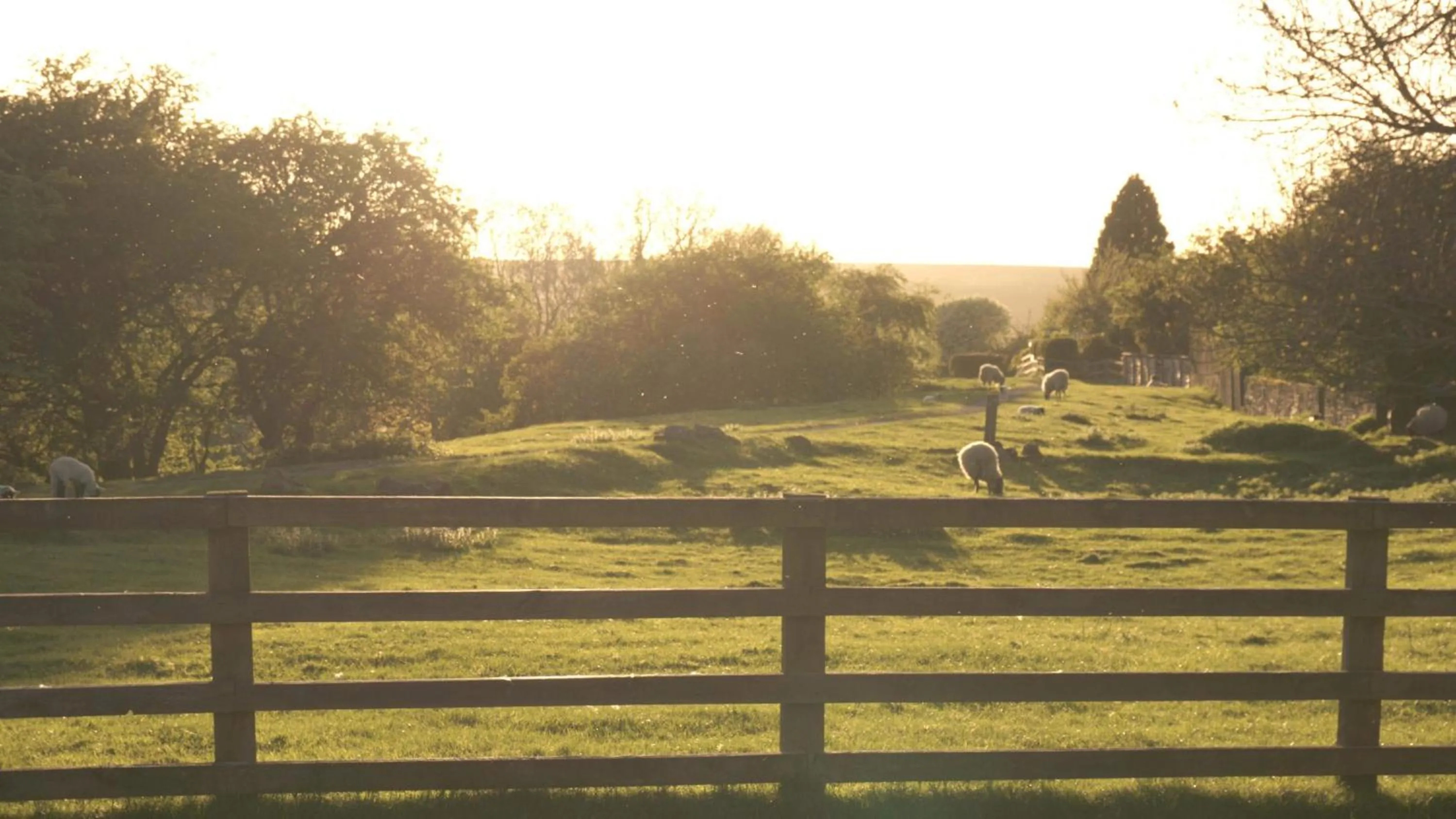 Animals in Mill Croft Bed and Breakfast