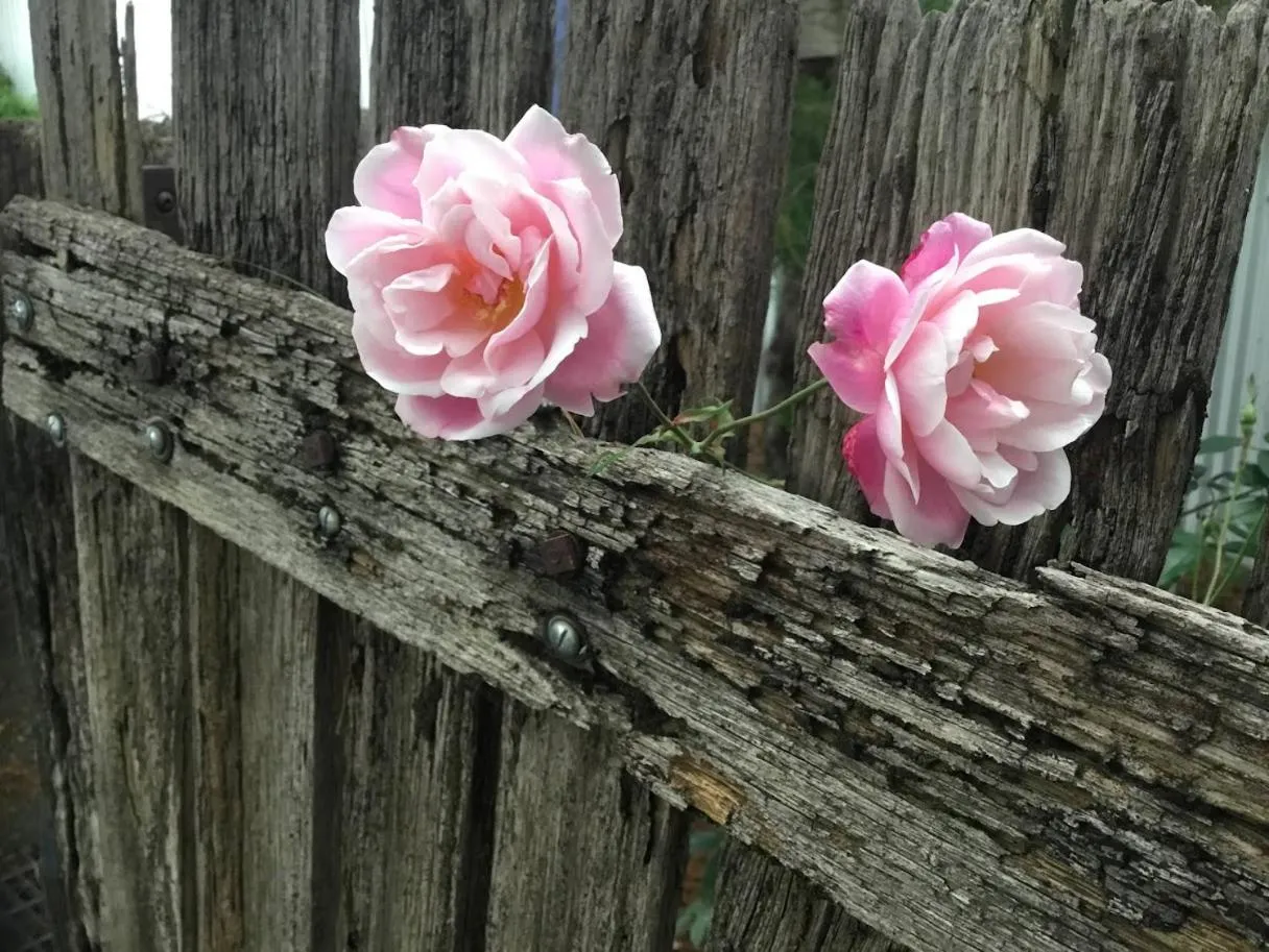 Garden in The Retreat at Froog Moore Park