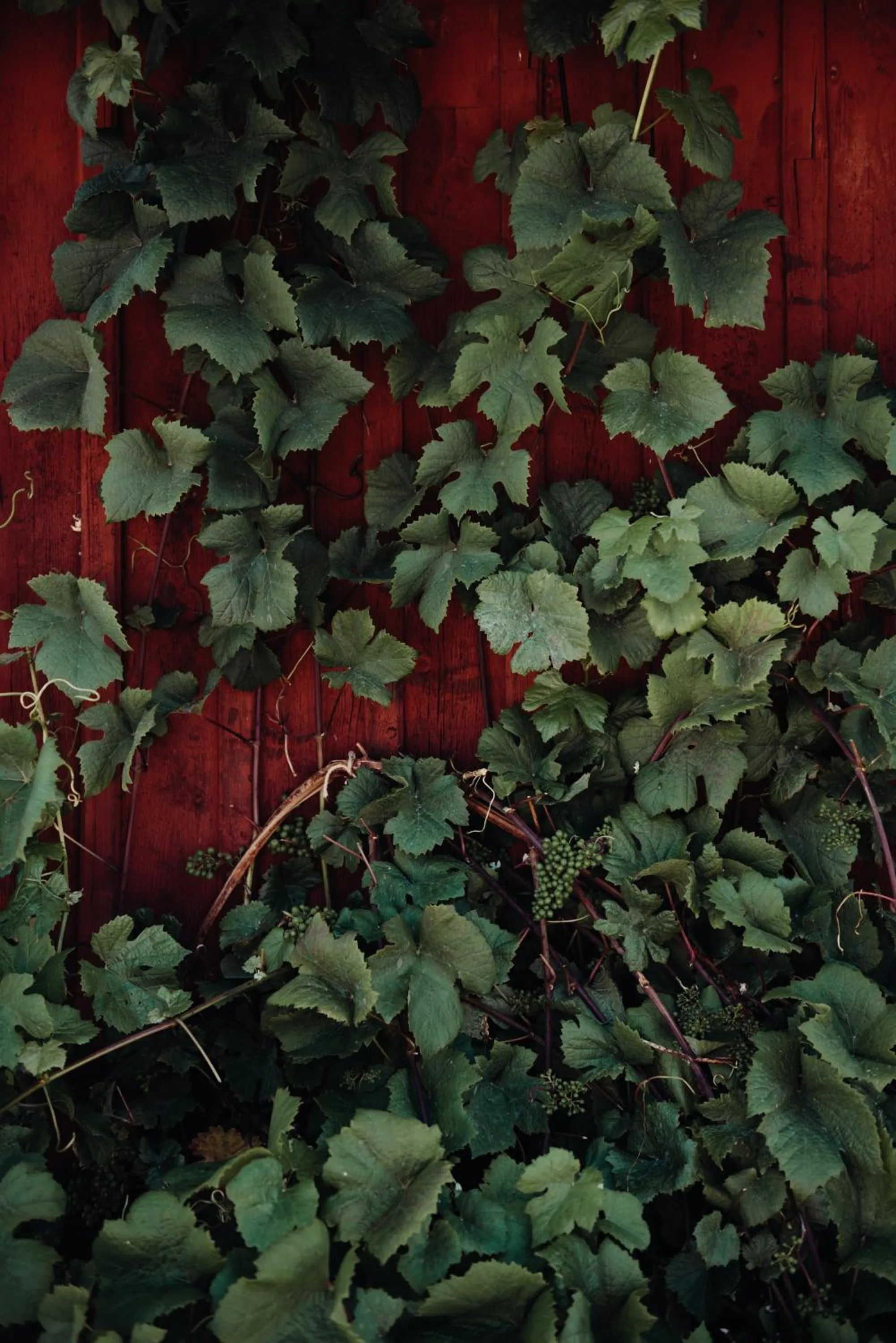 Natural landscape in Hotel Toftagården