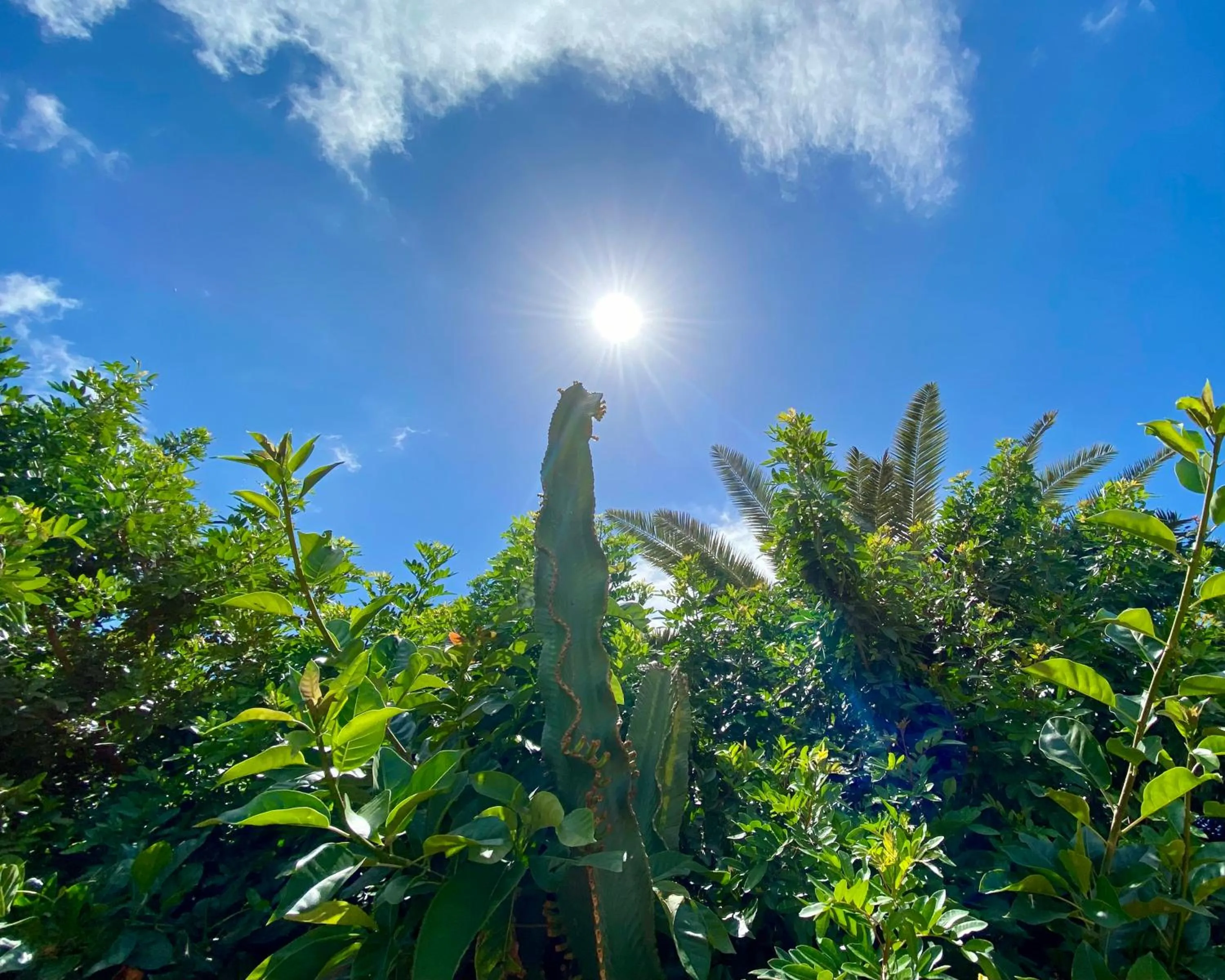 Garden view in Leticia del Mar Adults Only