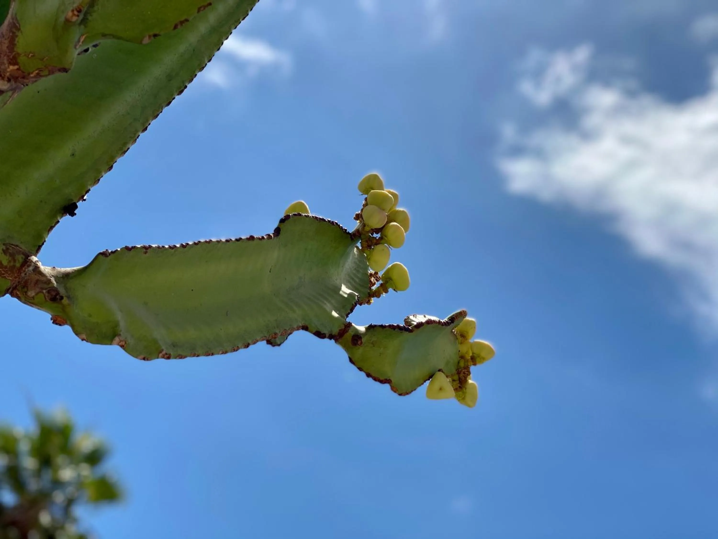 Garden view in Leticia del Mar Adults Only