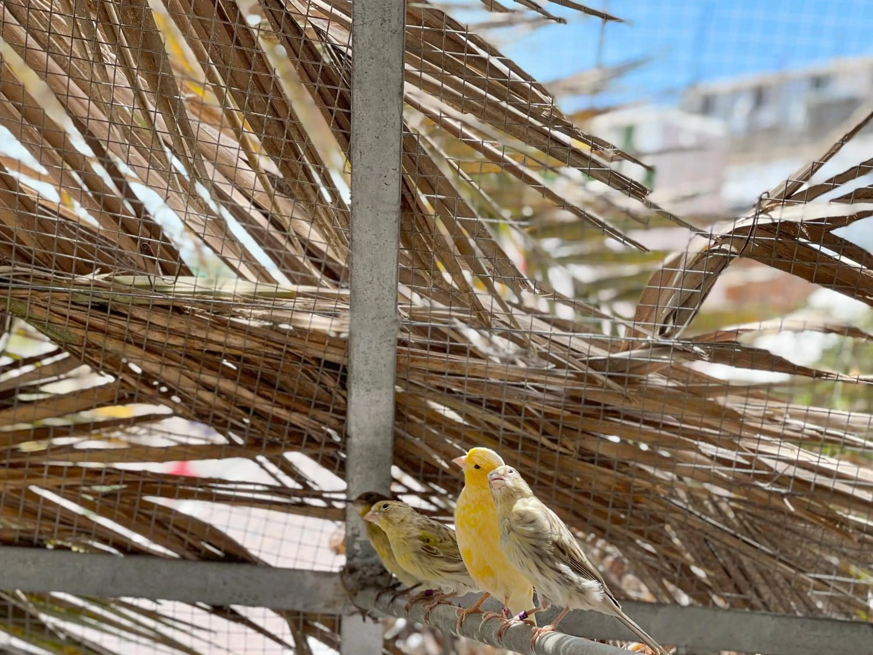 Garden in Parque Raquel