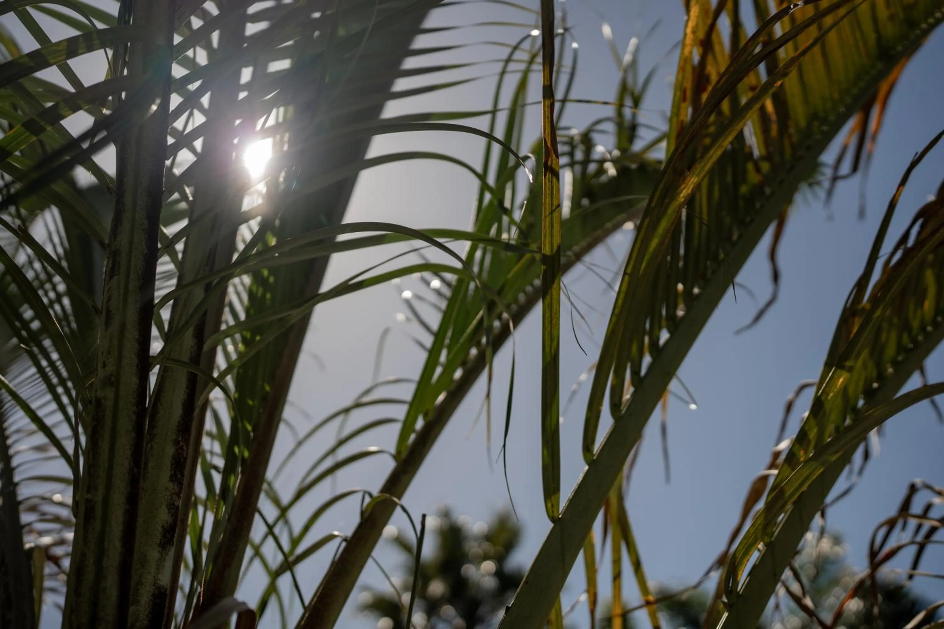 Natural landscape in Elianthe Guesthouse