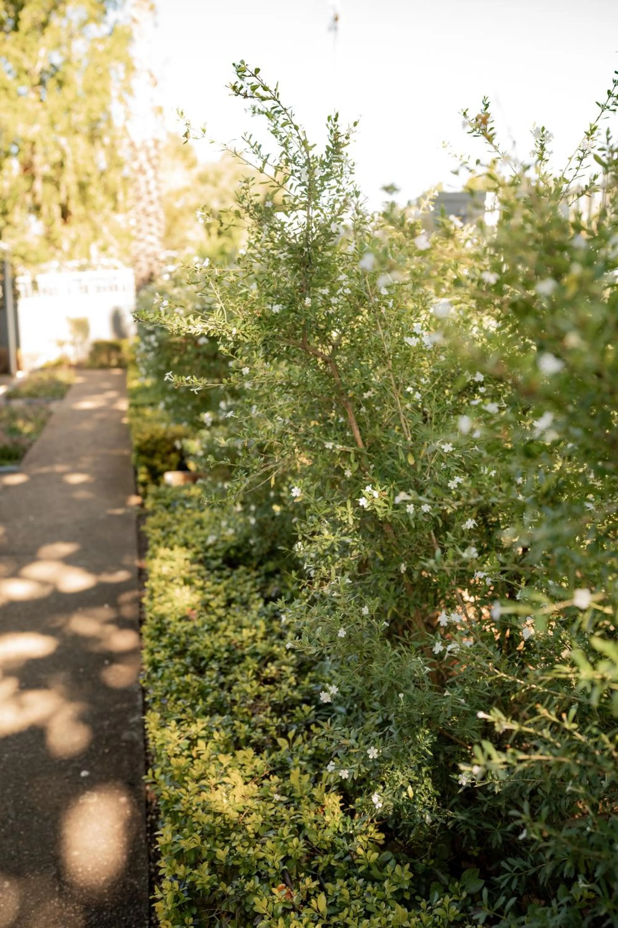 Garden in Elianthe Guesthouse
