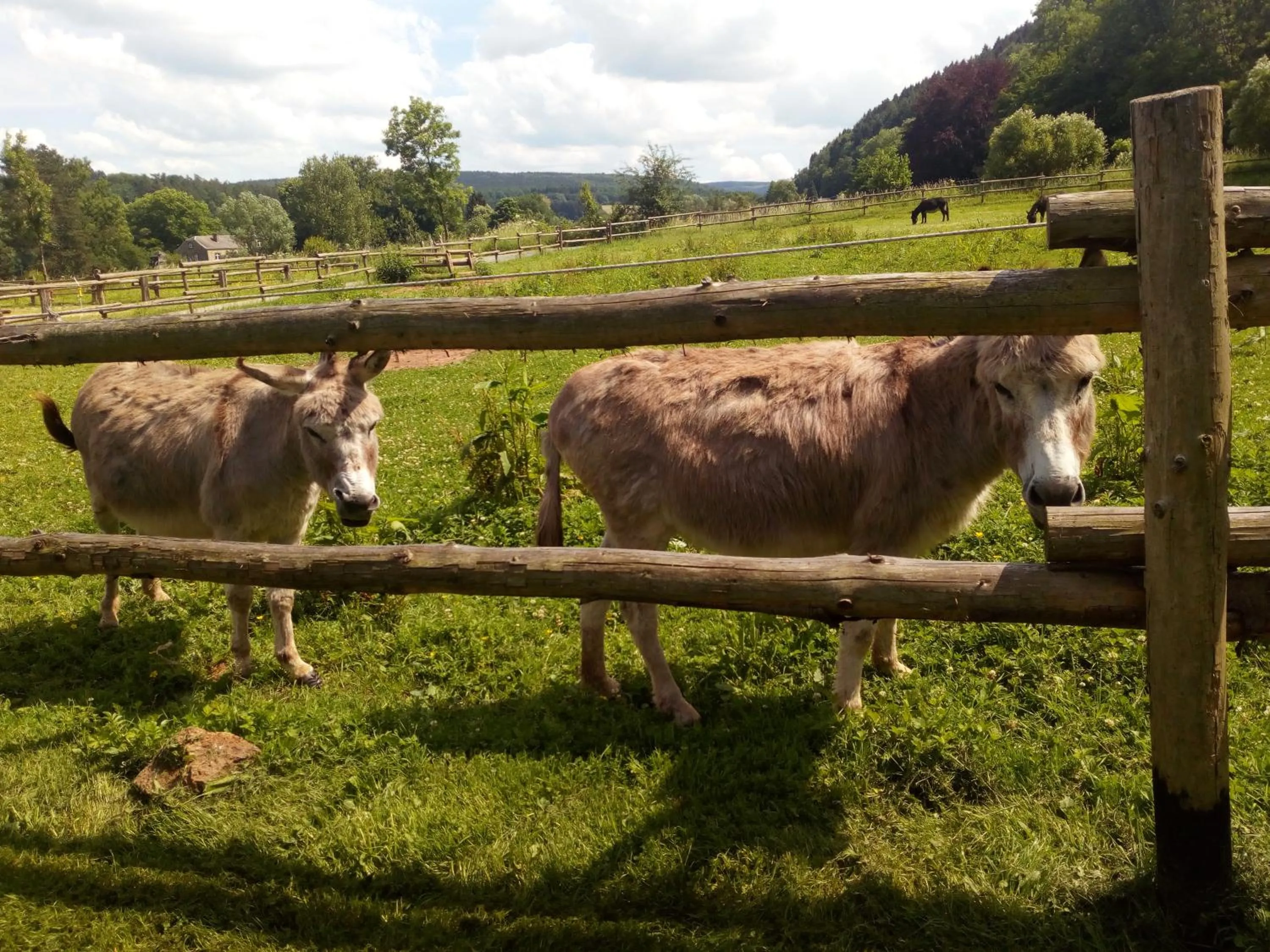 Animals in Couettes et Picotin