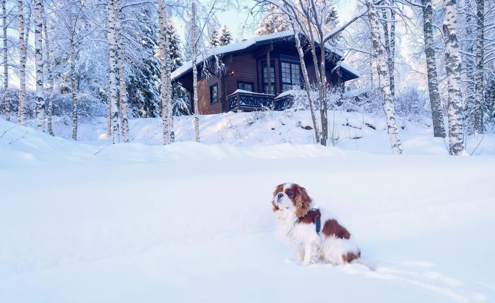 Pets in Holiday Village Tahko-Tours