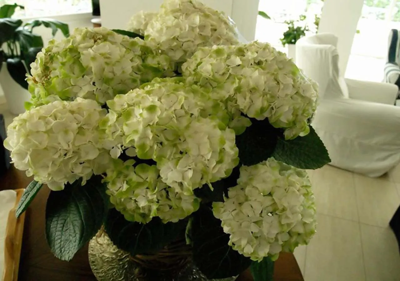 Spring in Hotel Corona