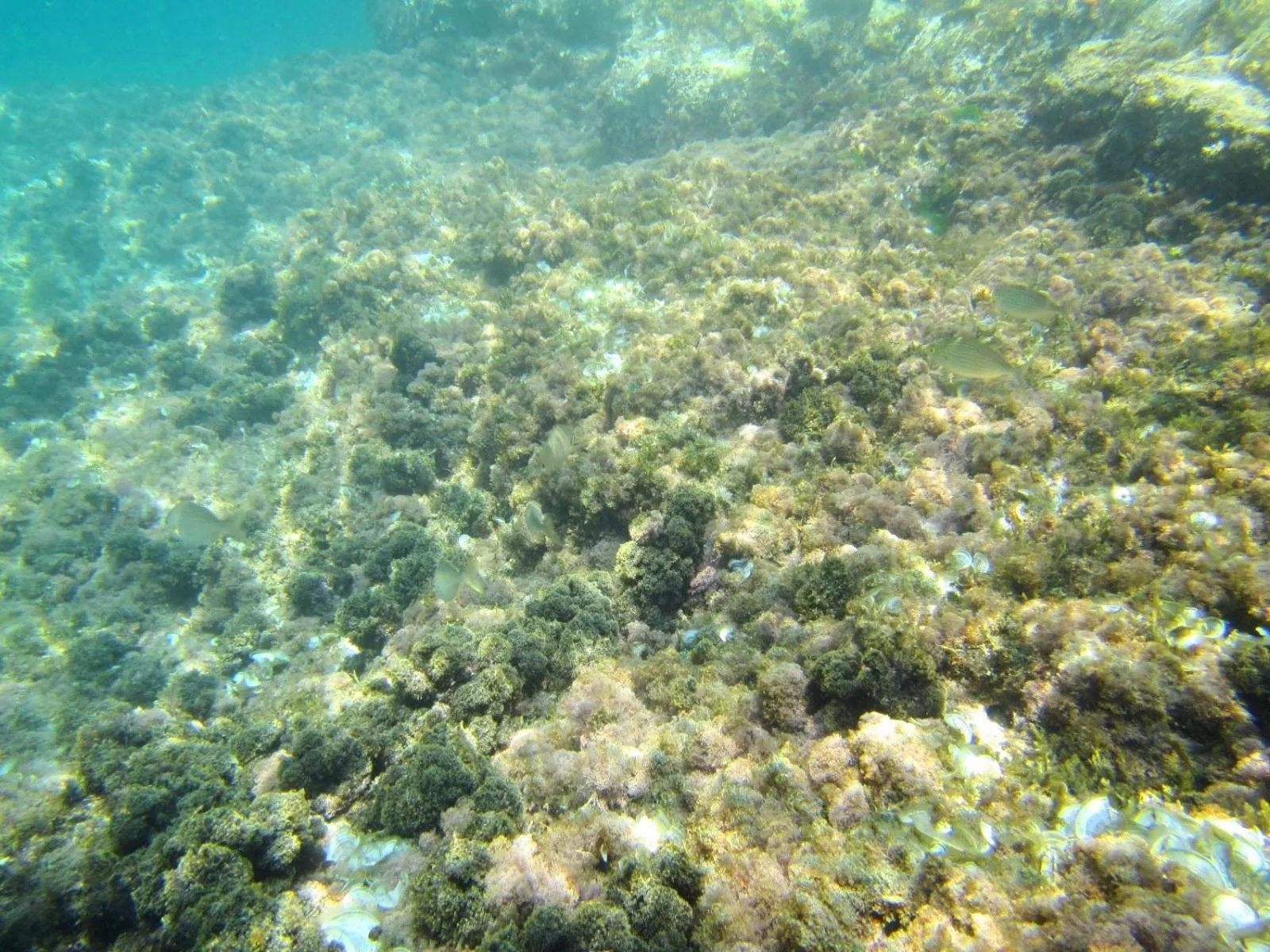 Sea of Eden