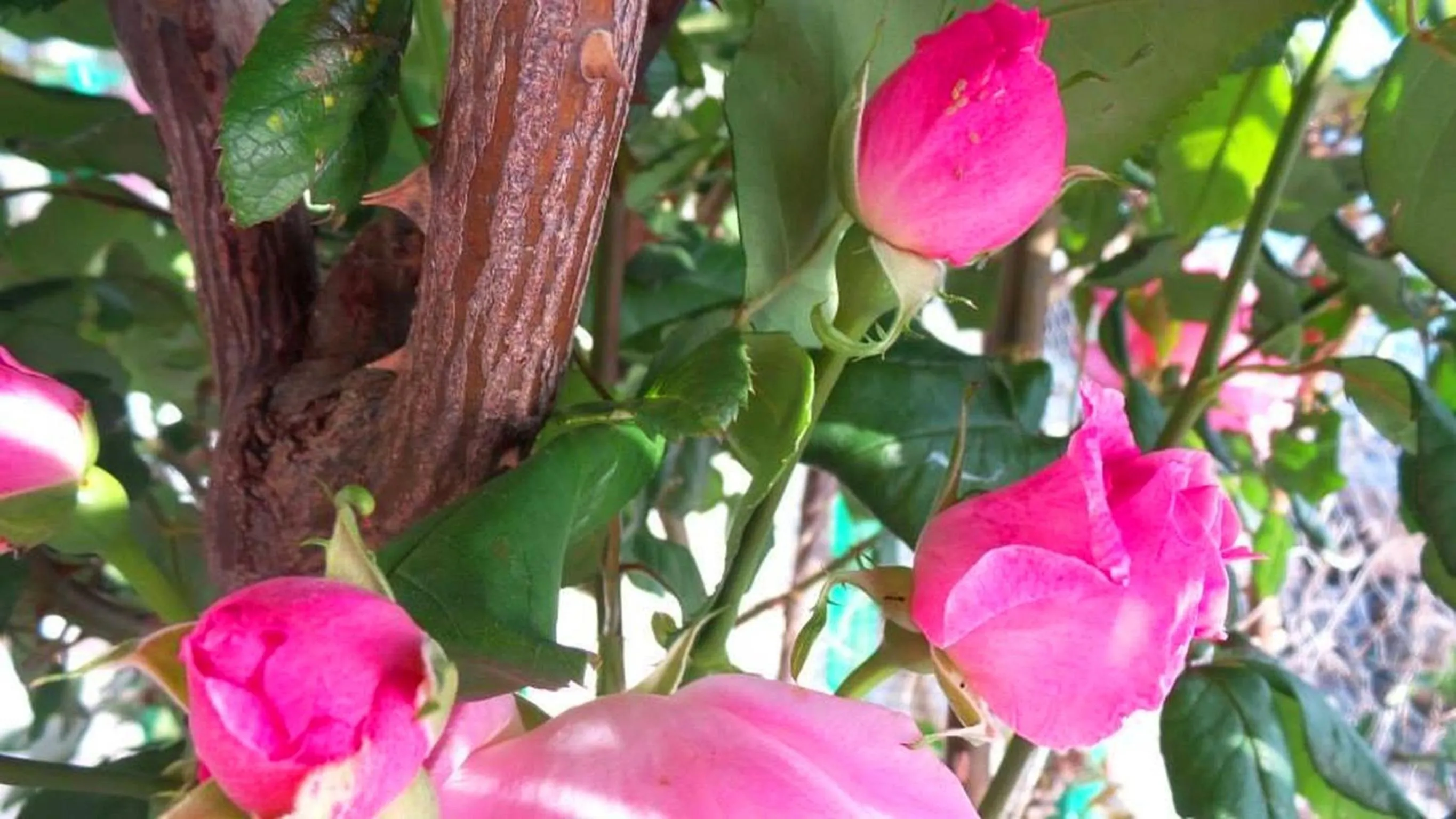 Garden in Sea of Eden