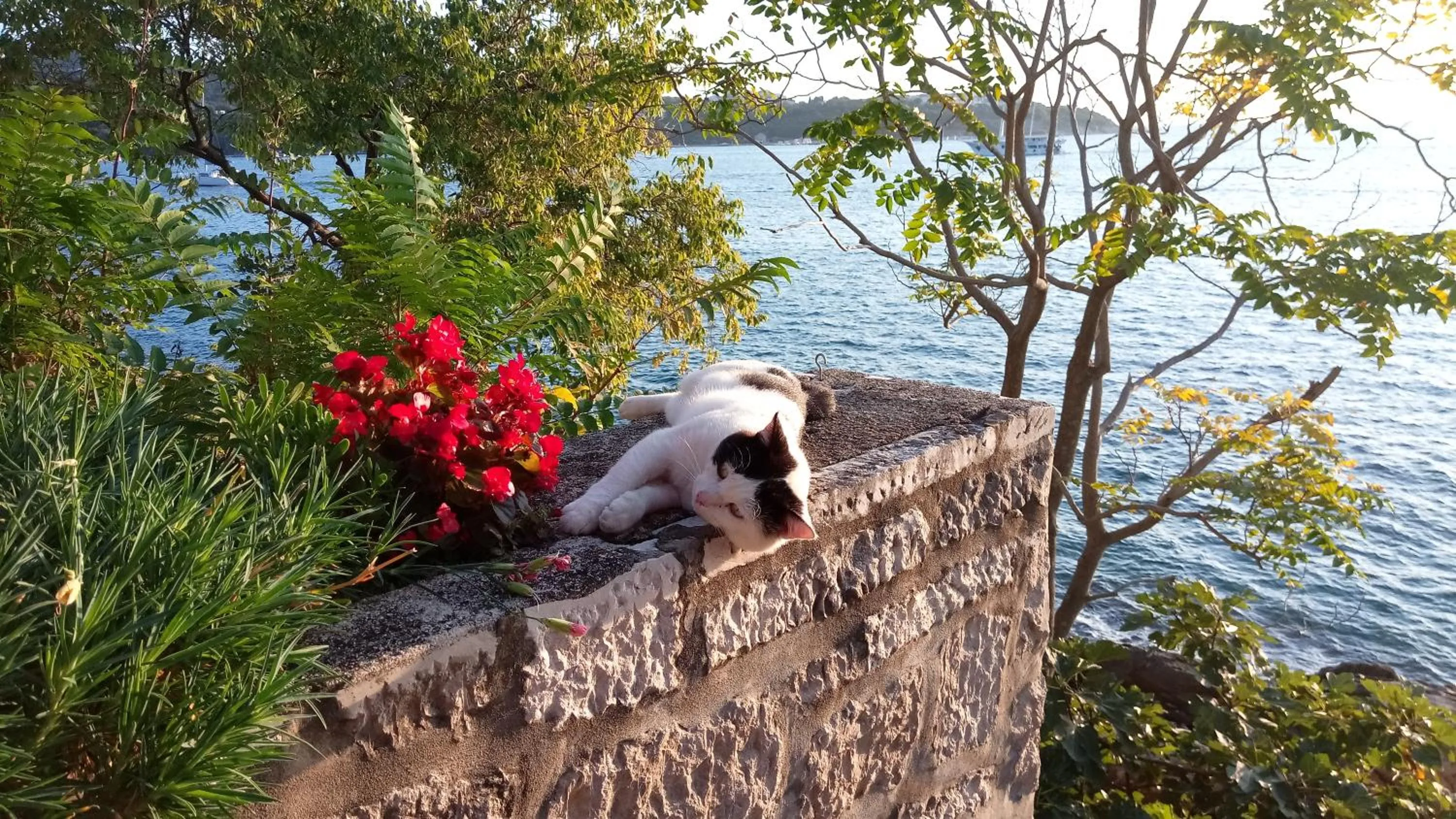 Pets in Sea of Eden