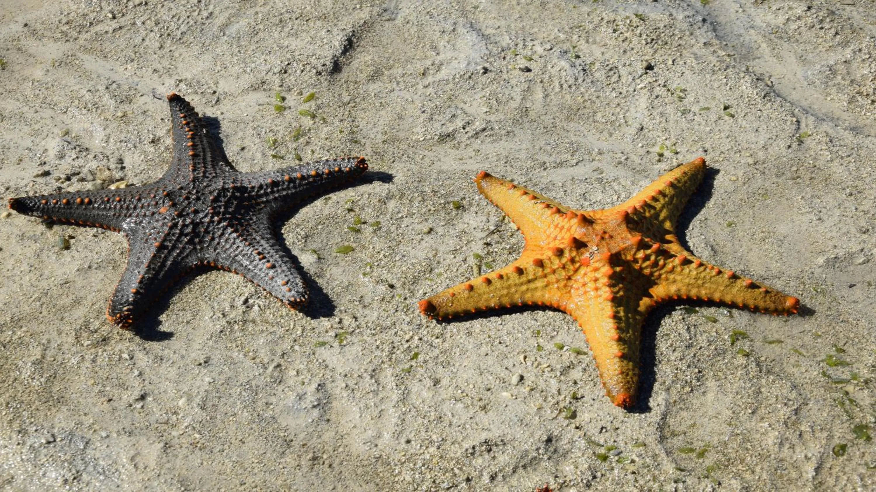 Snorkeling in Laguna Blu - Resort Madagascar