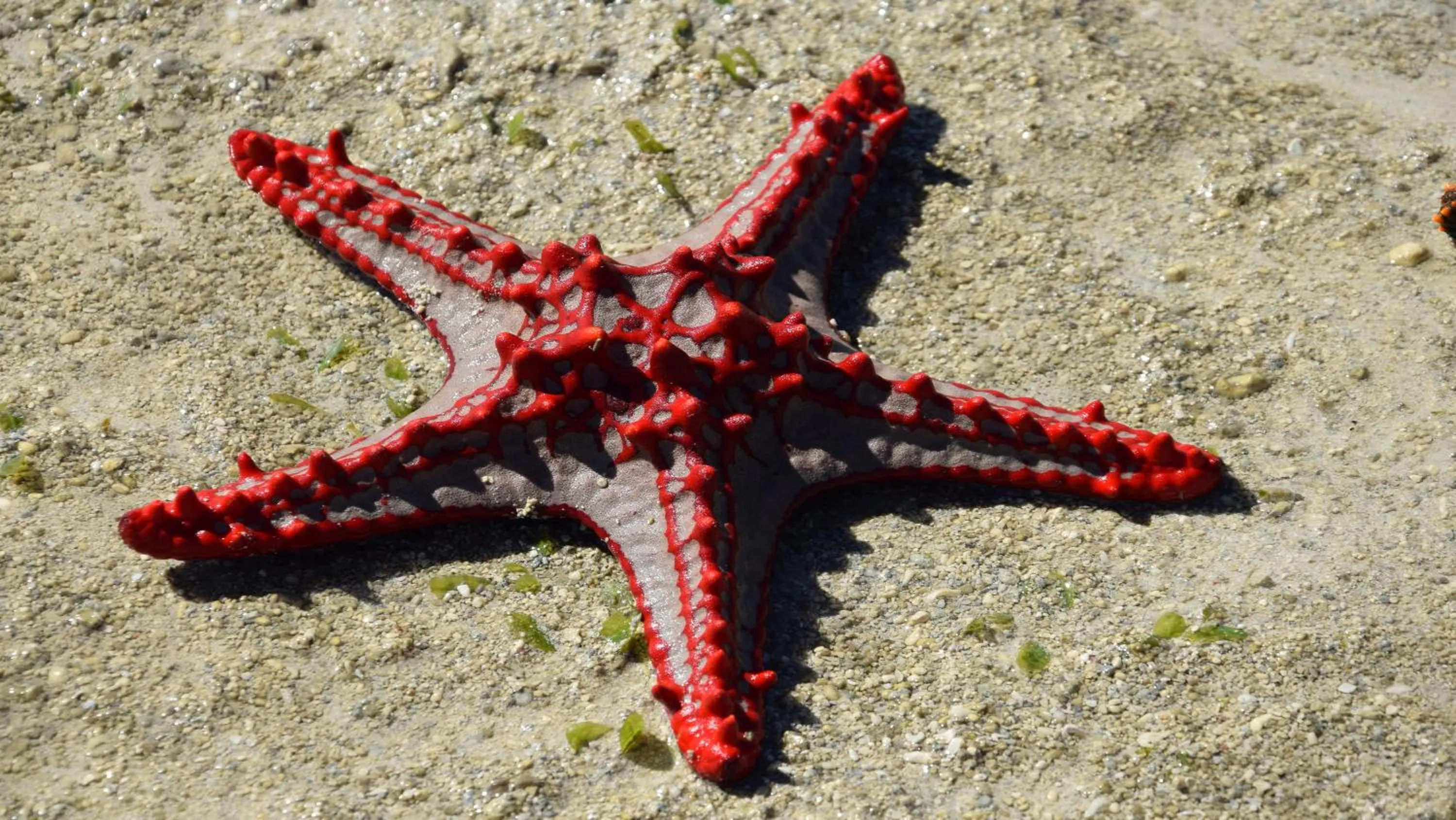 Snorkeling in Laguna Blu - Resort Madagascar