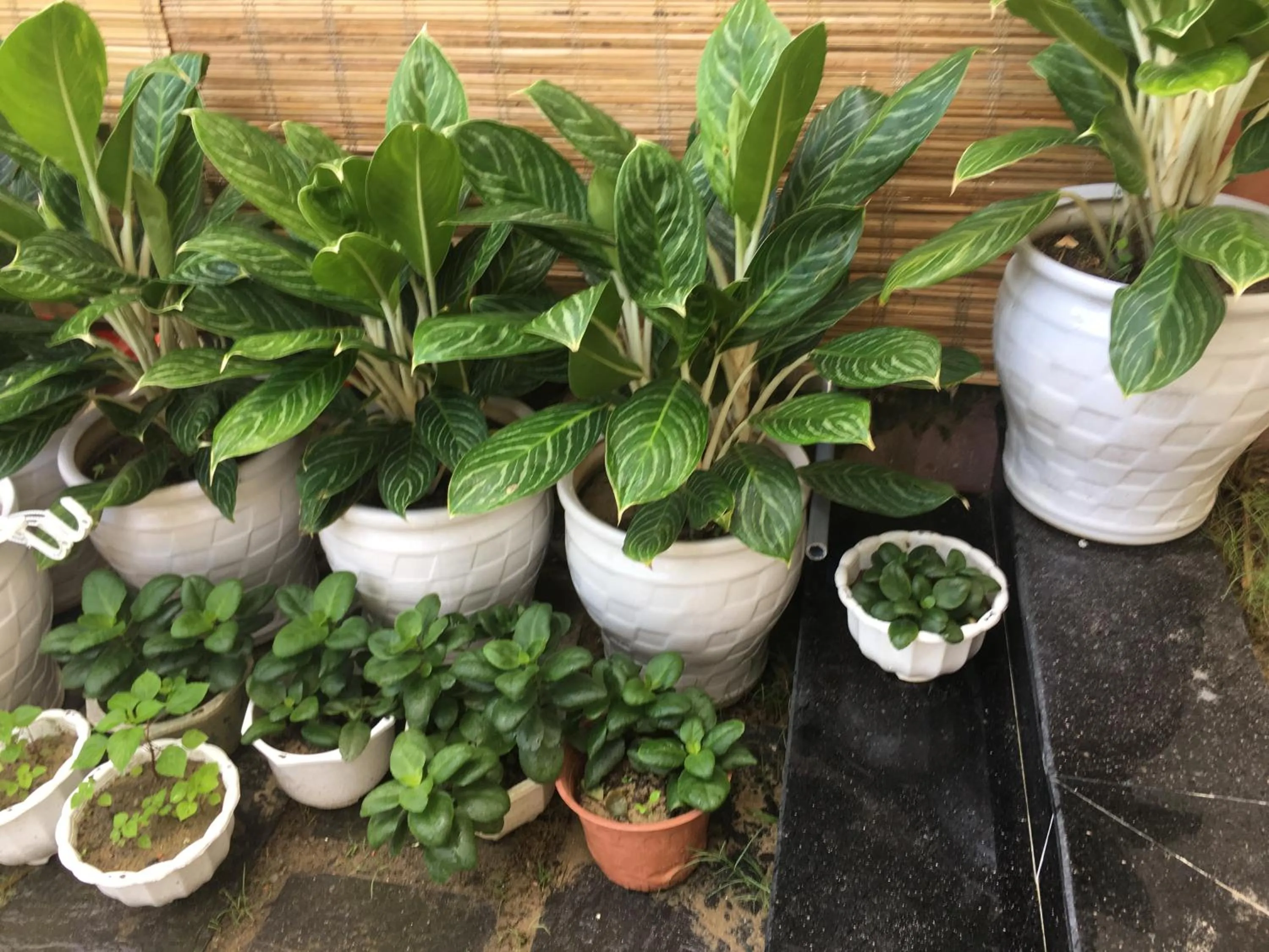 An Bang Scent Beach Homestay