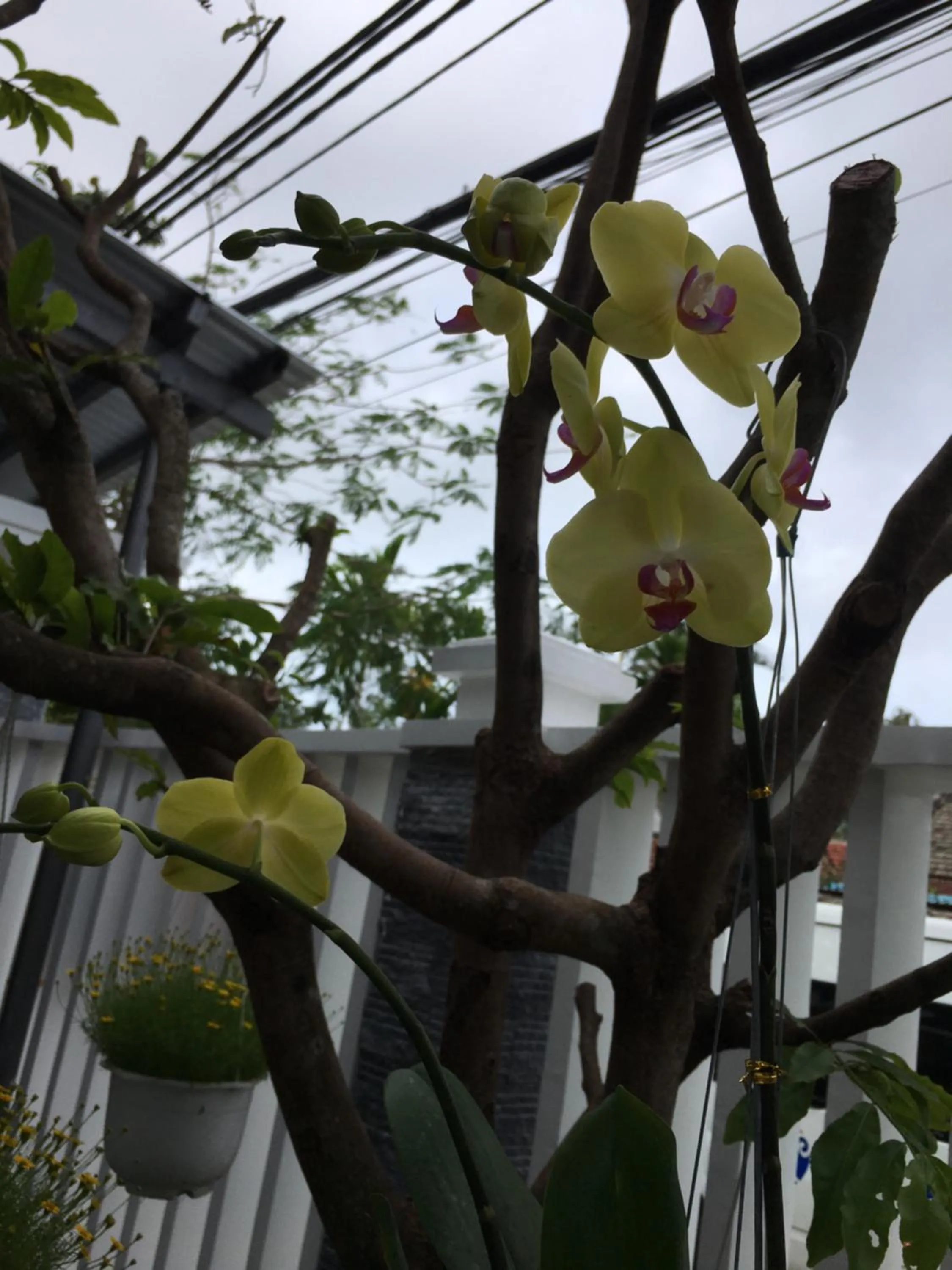 City view in An Bang Scent Beach Homestay