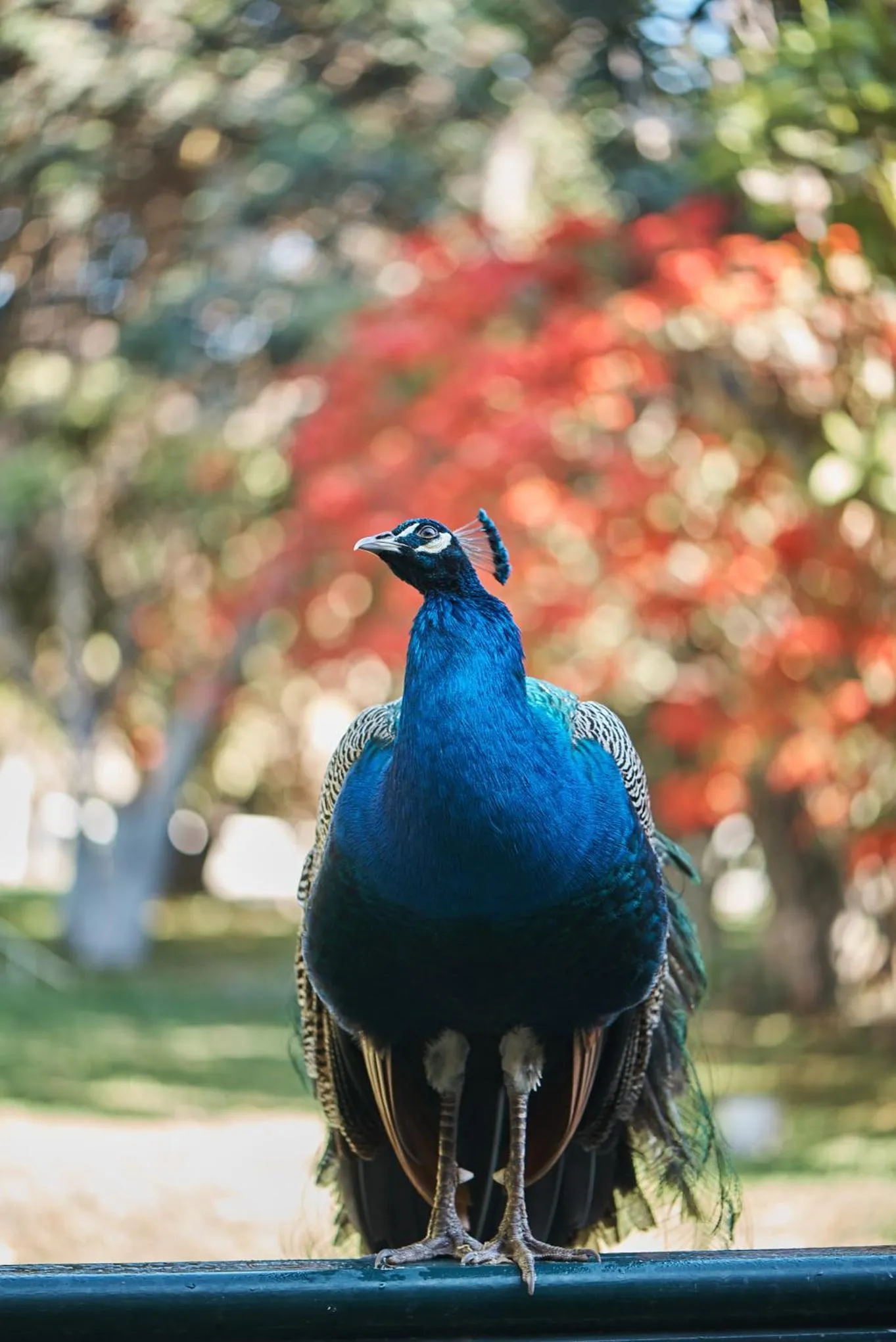 Animals in Hotel Majoro