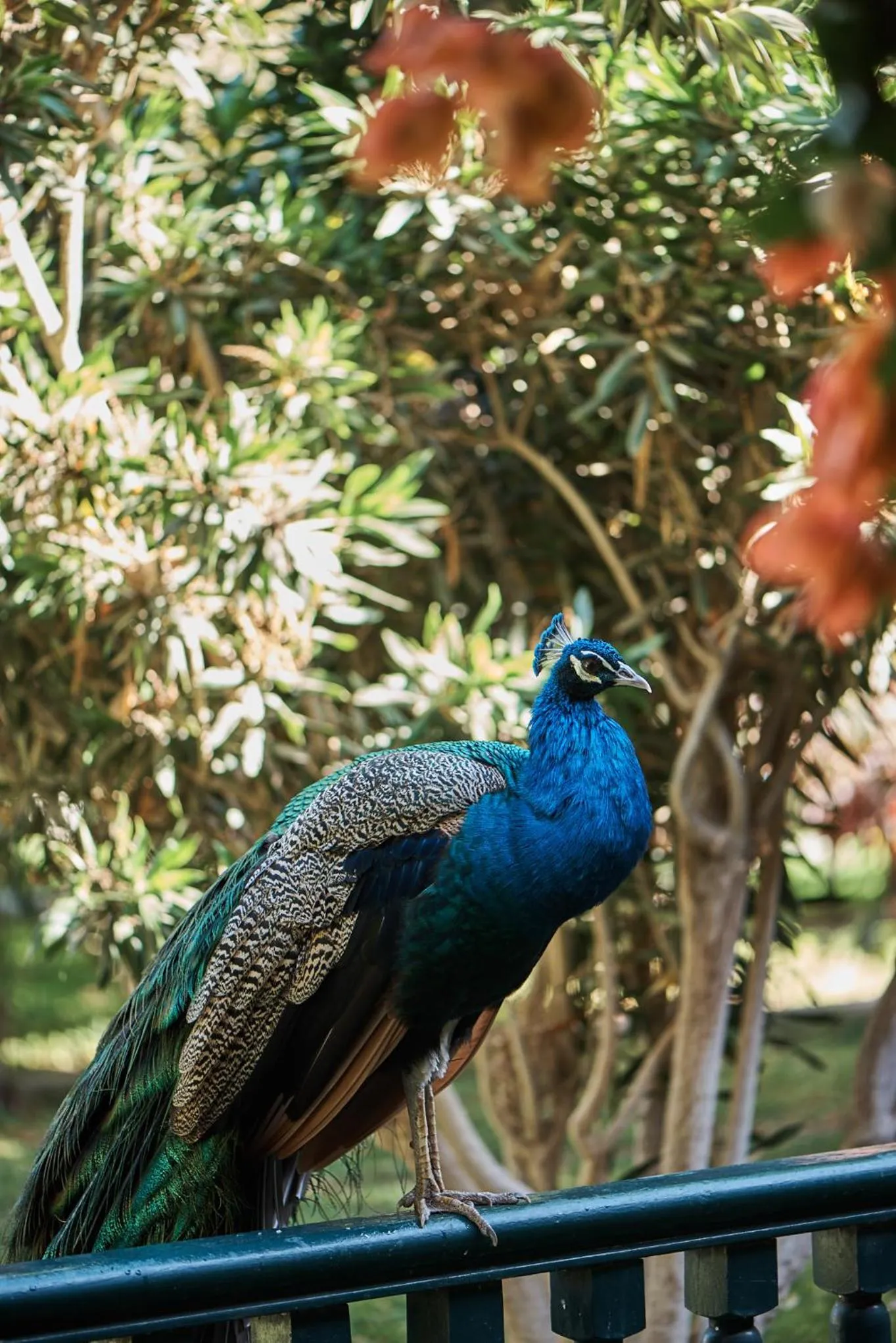 Animals in Hotel Majoro