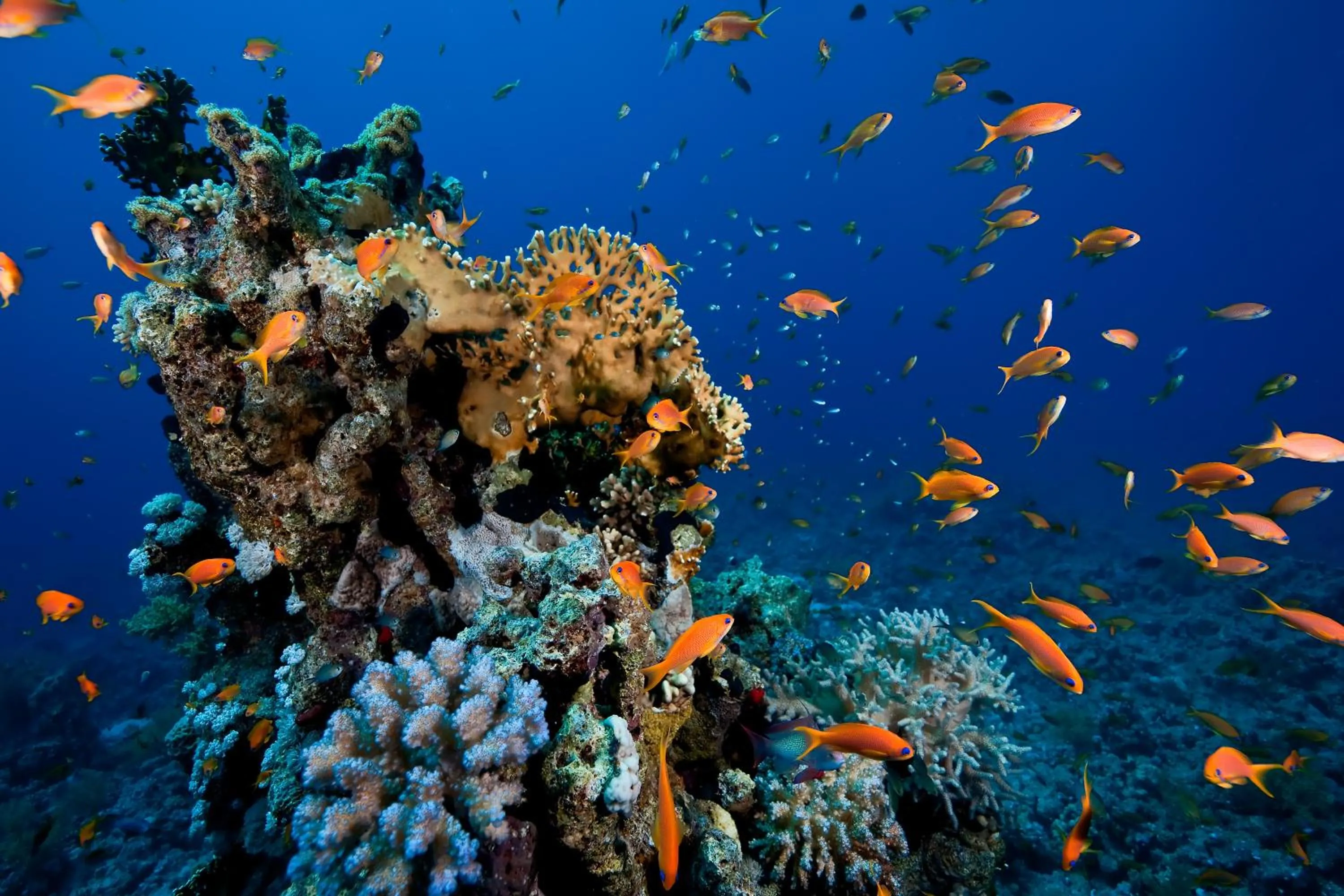 Snorkeling in The Zanzibari