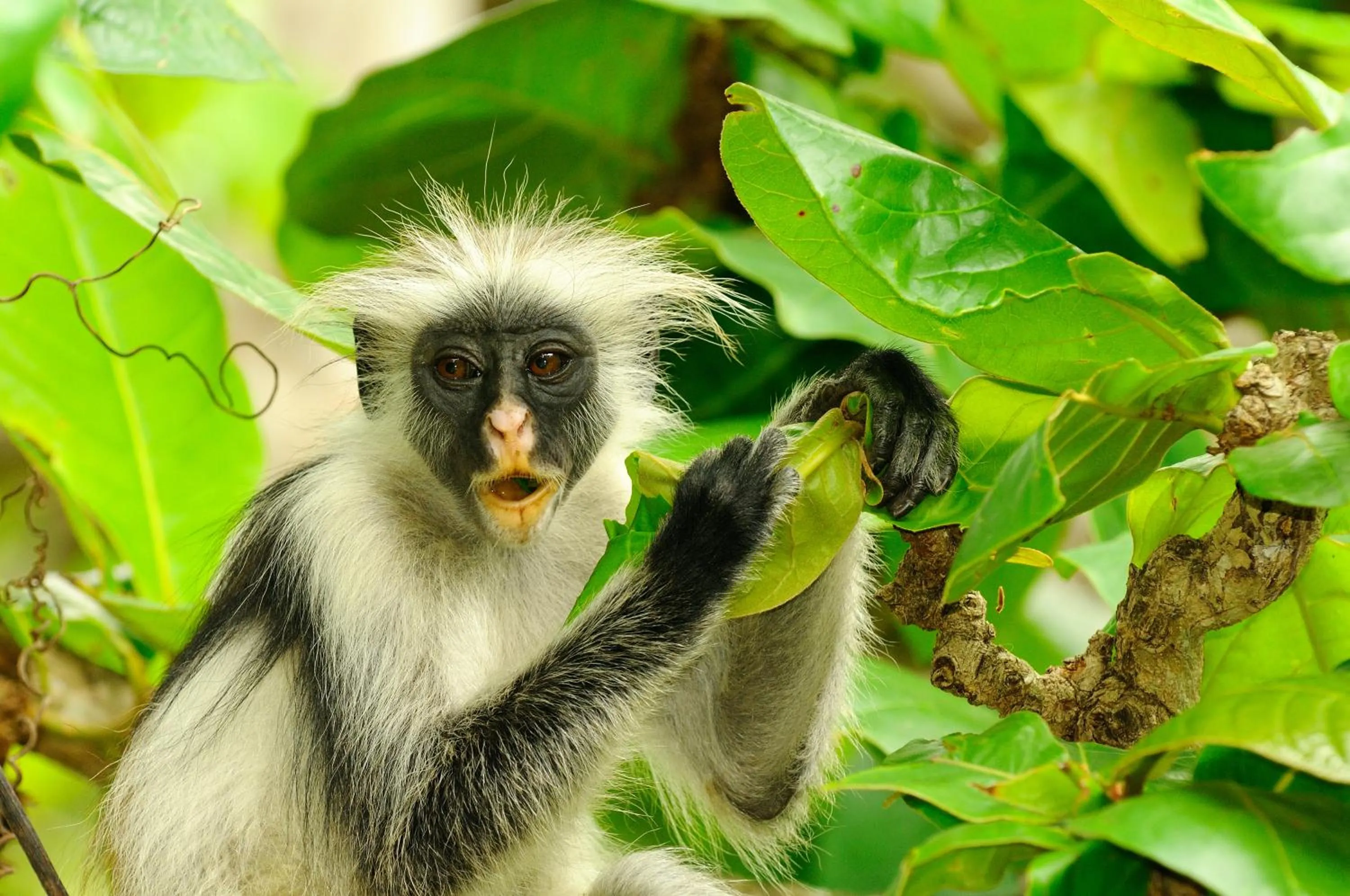 Activities in The Zanzibari