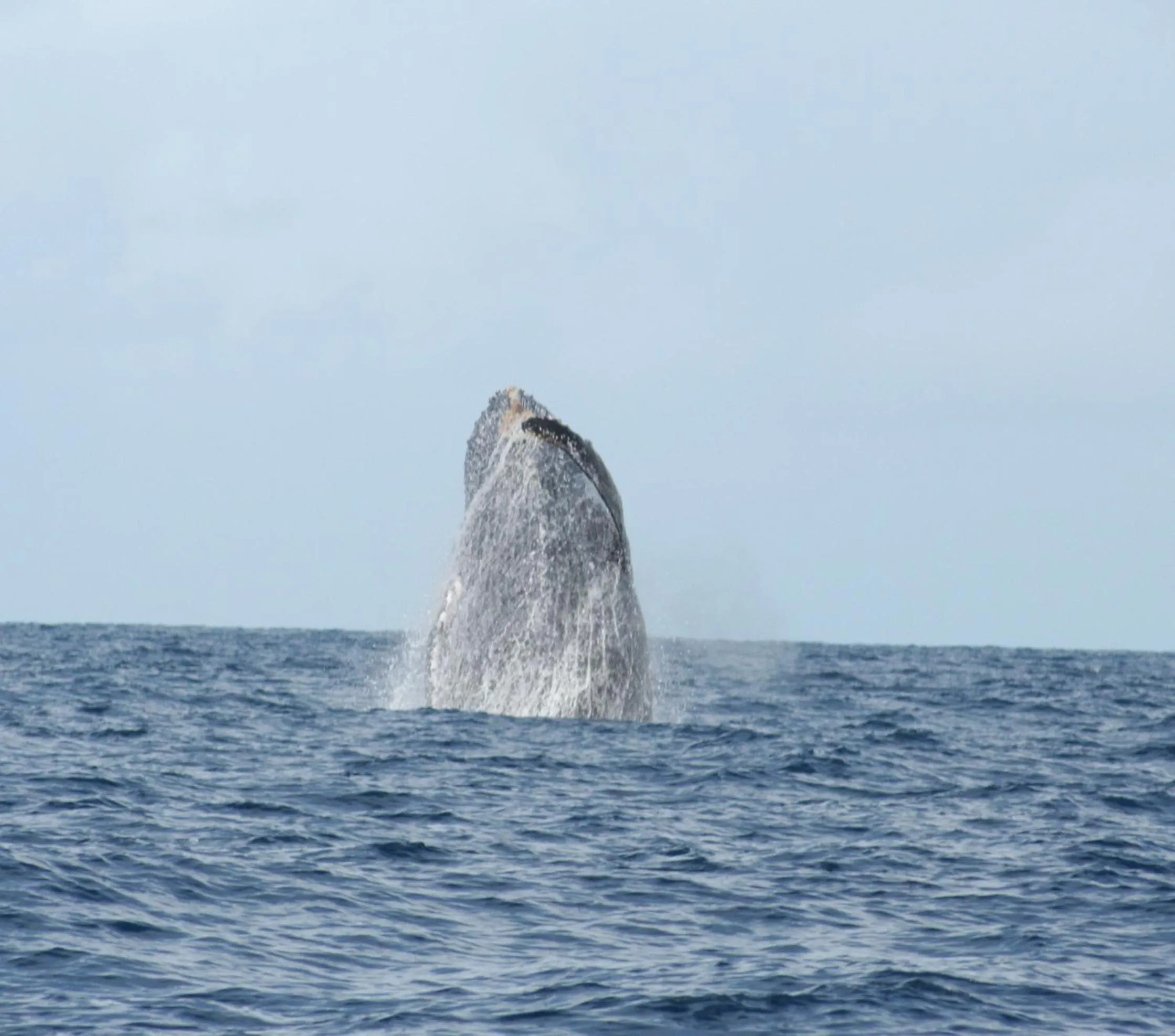 Diving in Aurora Lodge