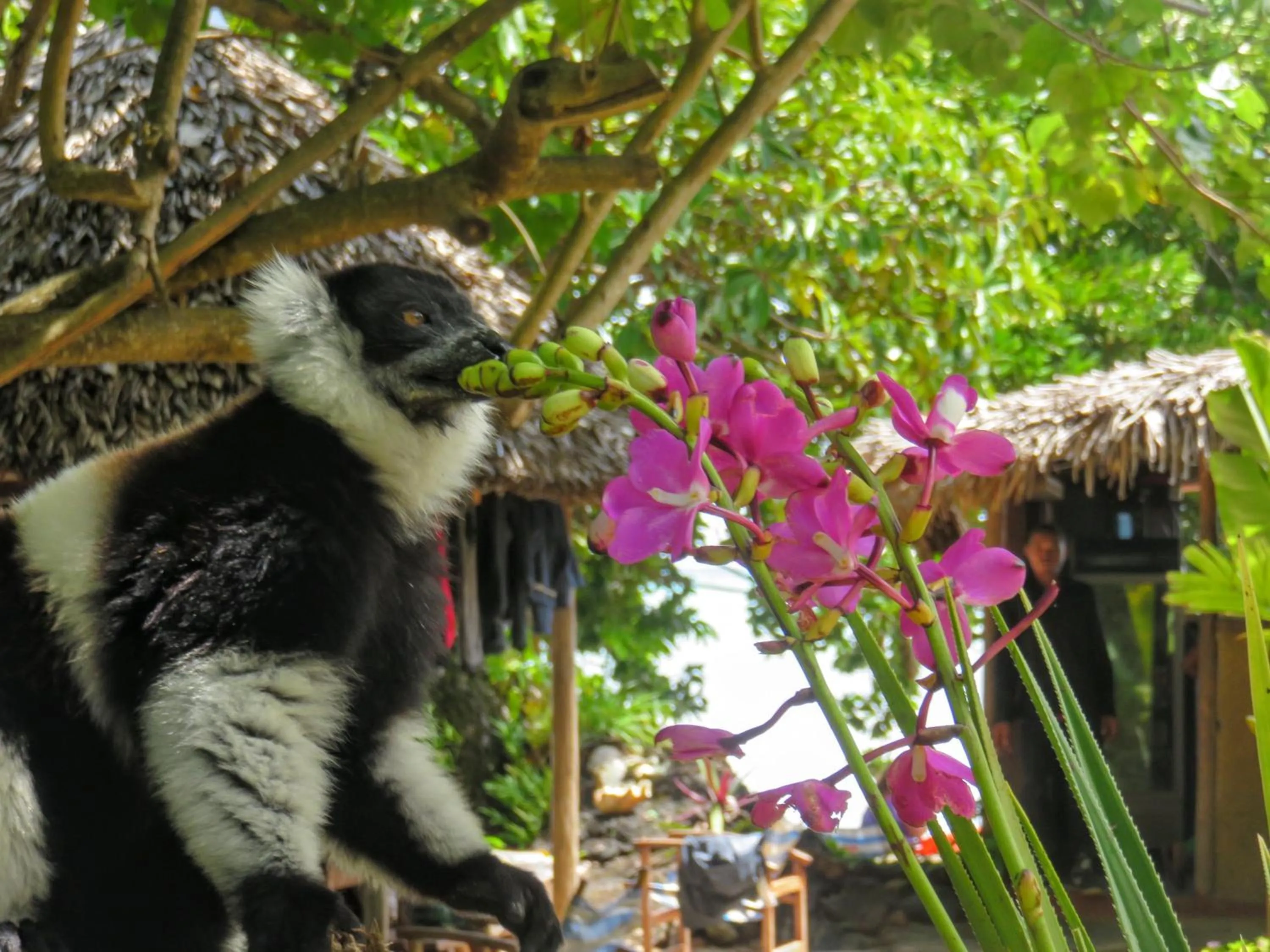 Animals in Aurora Lodge