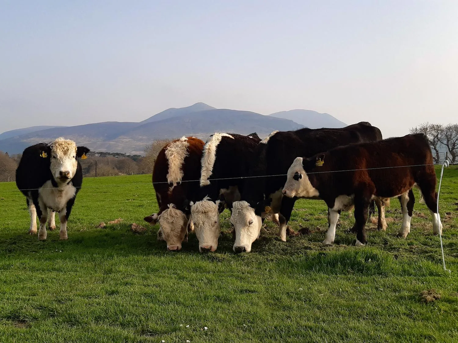 Animals in Inveraray Farm