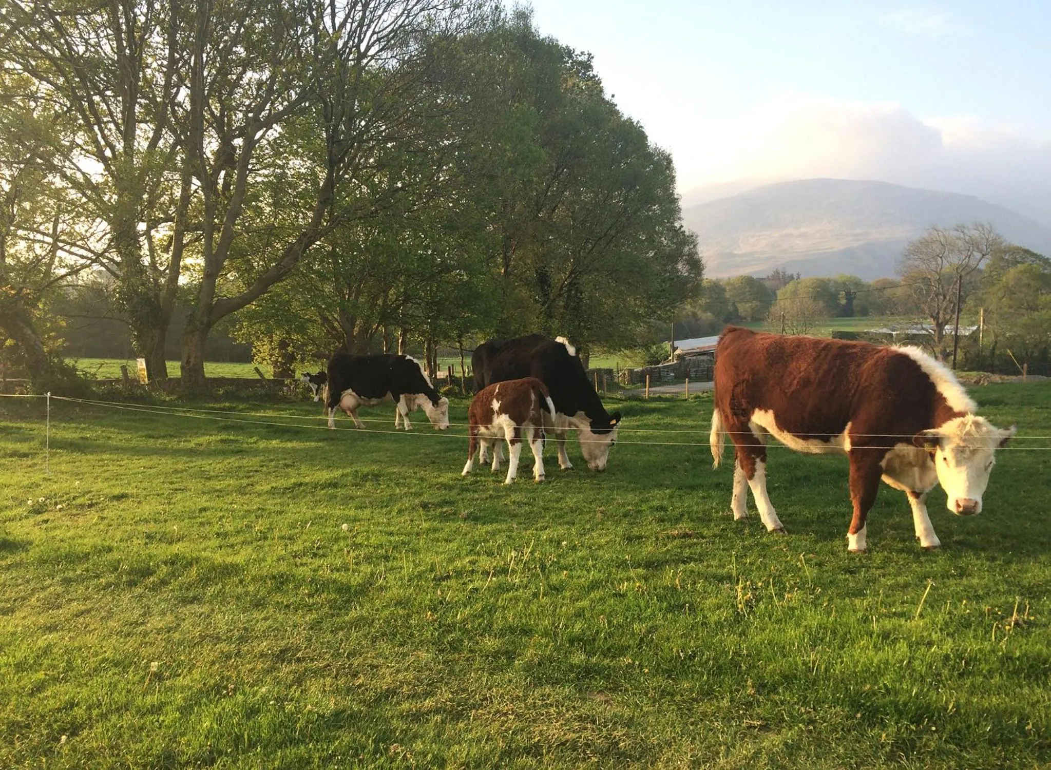 Animals in Inveraray Farm