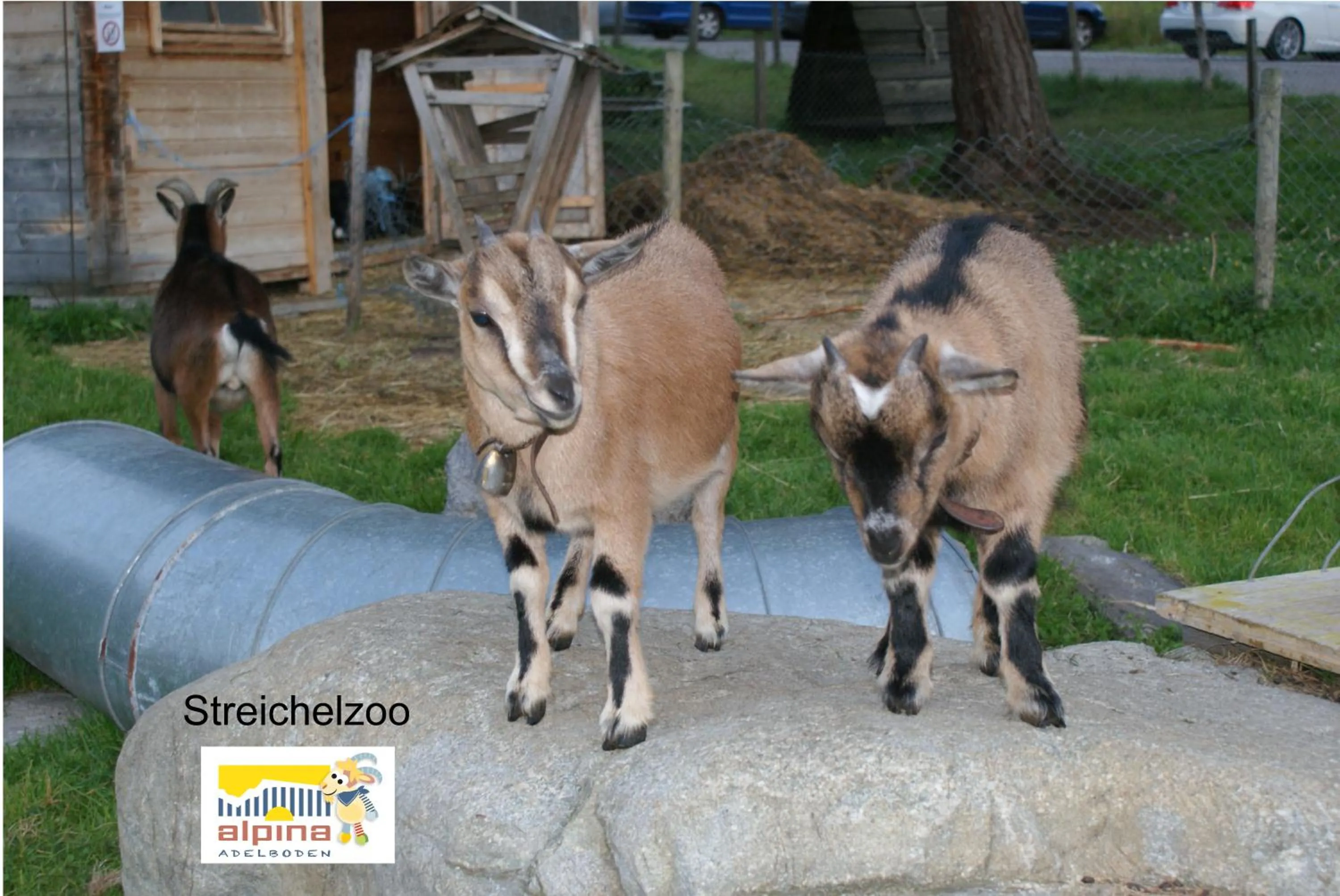 Animals in Ferien- und Familienhotel Alpina Adelboden