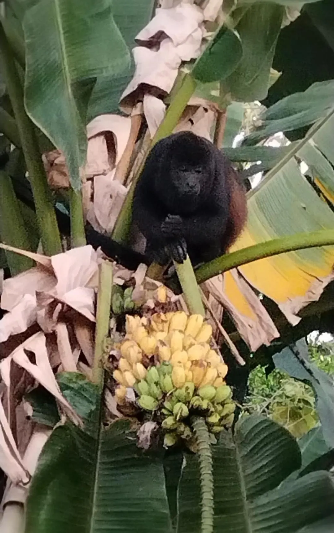 El Gecko Hotel & Tours