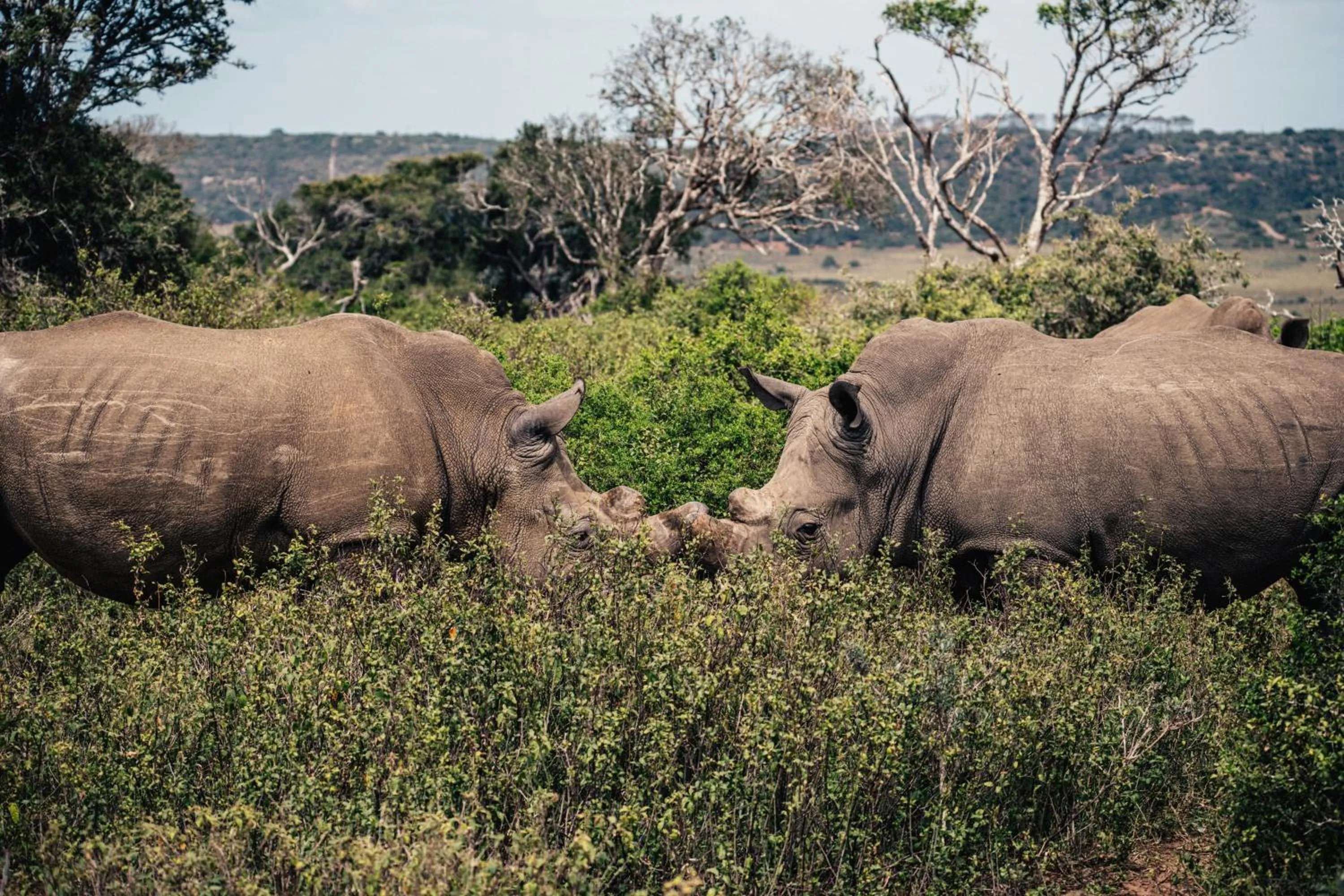 Sibuya Game Reserve and Lodge