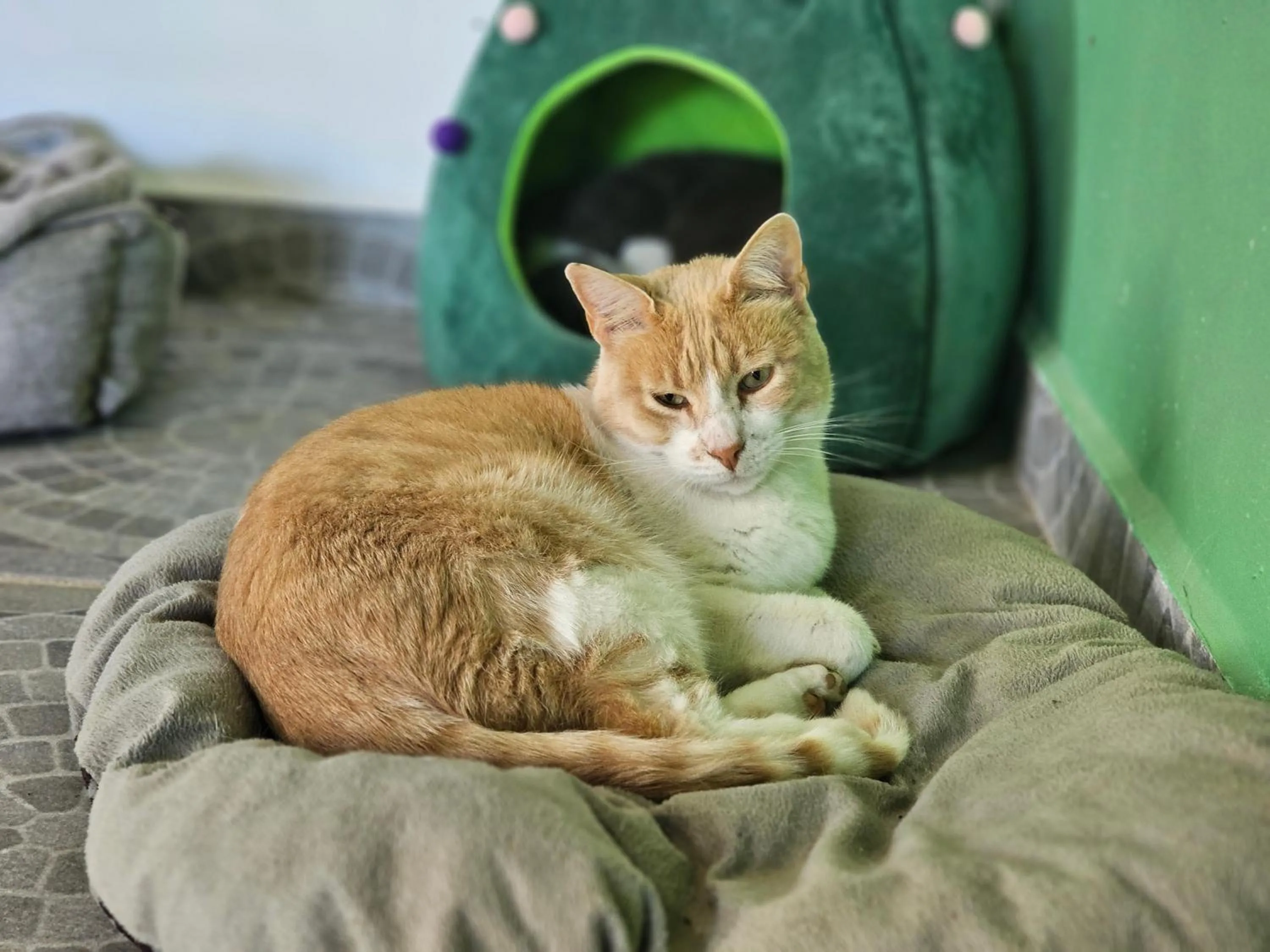 Pets in Eco Horqueta