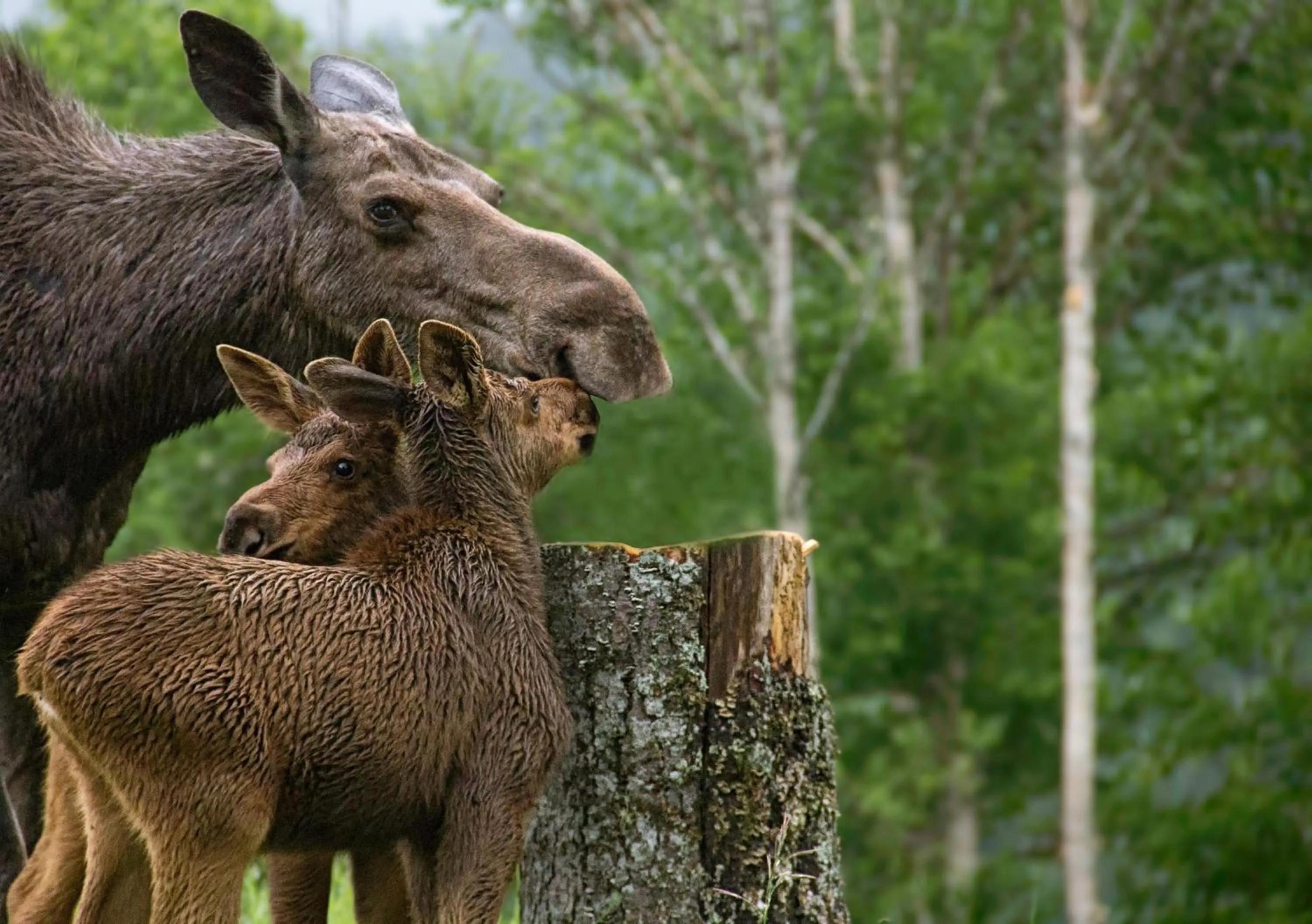 Animals in Auberge de Montagne des Chic-Chocs Mountain Lodge - Sepaq