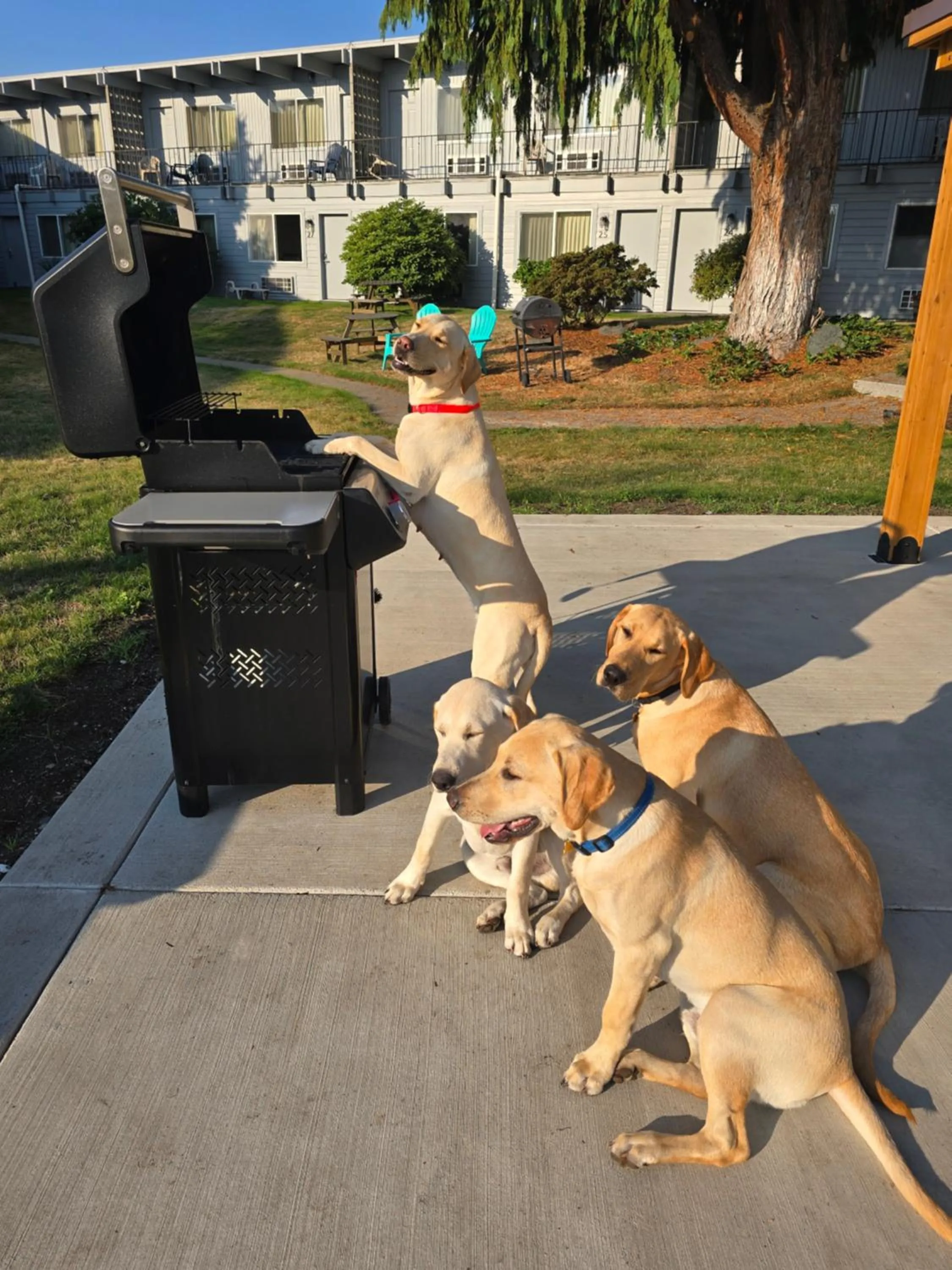 pet friendly in Cocusa Motel