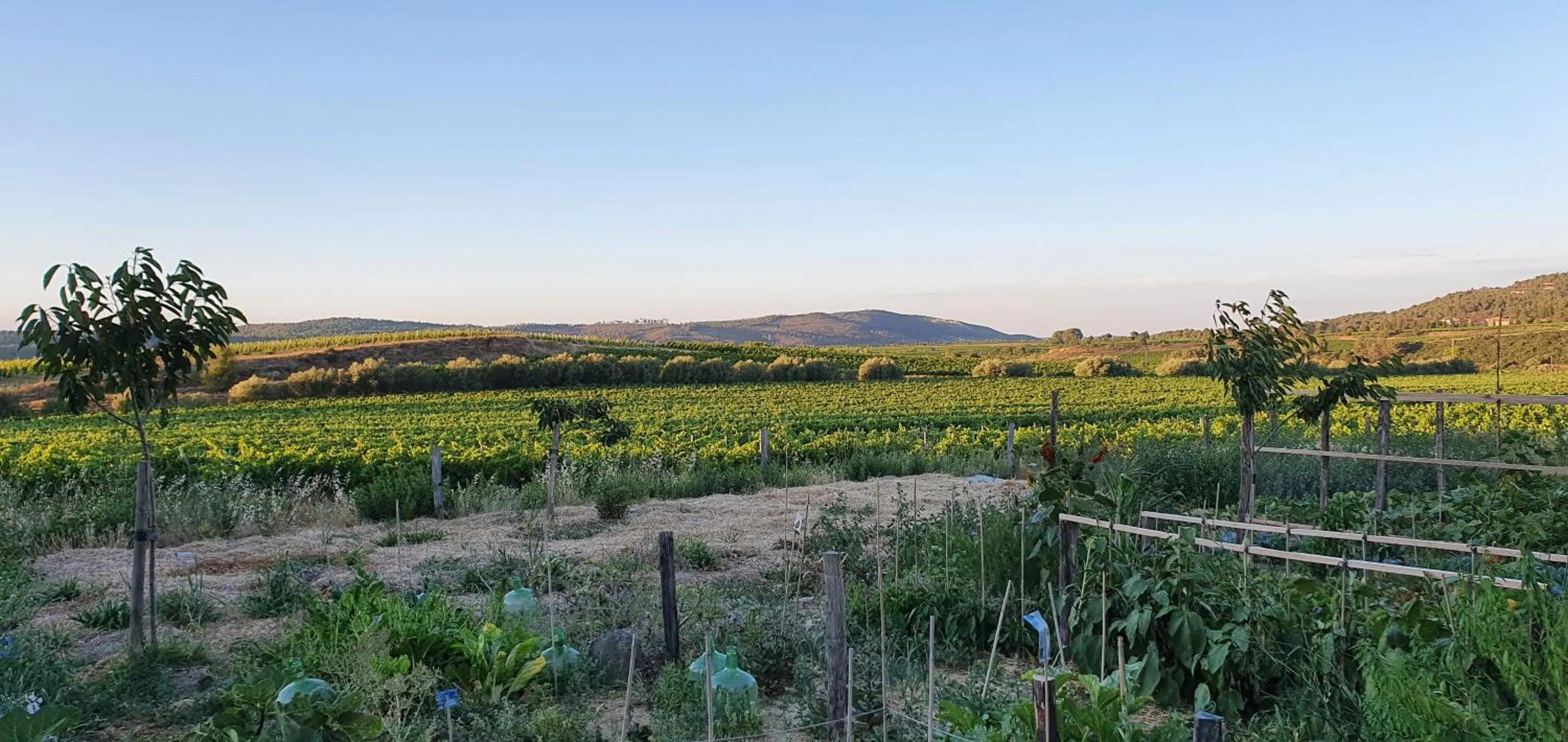 Natural landscape in Château La Sabine